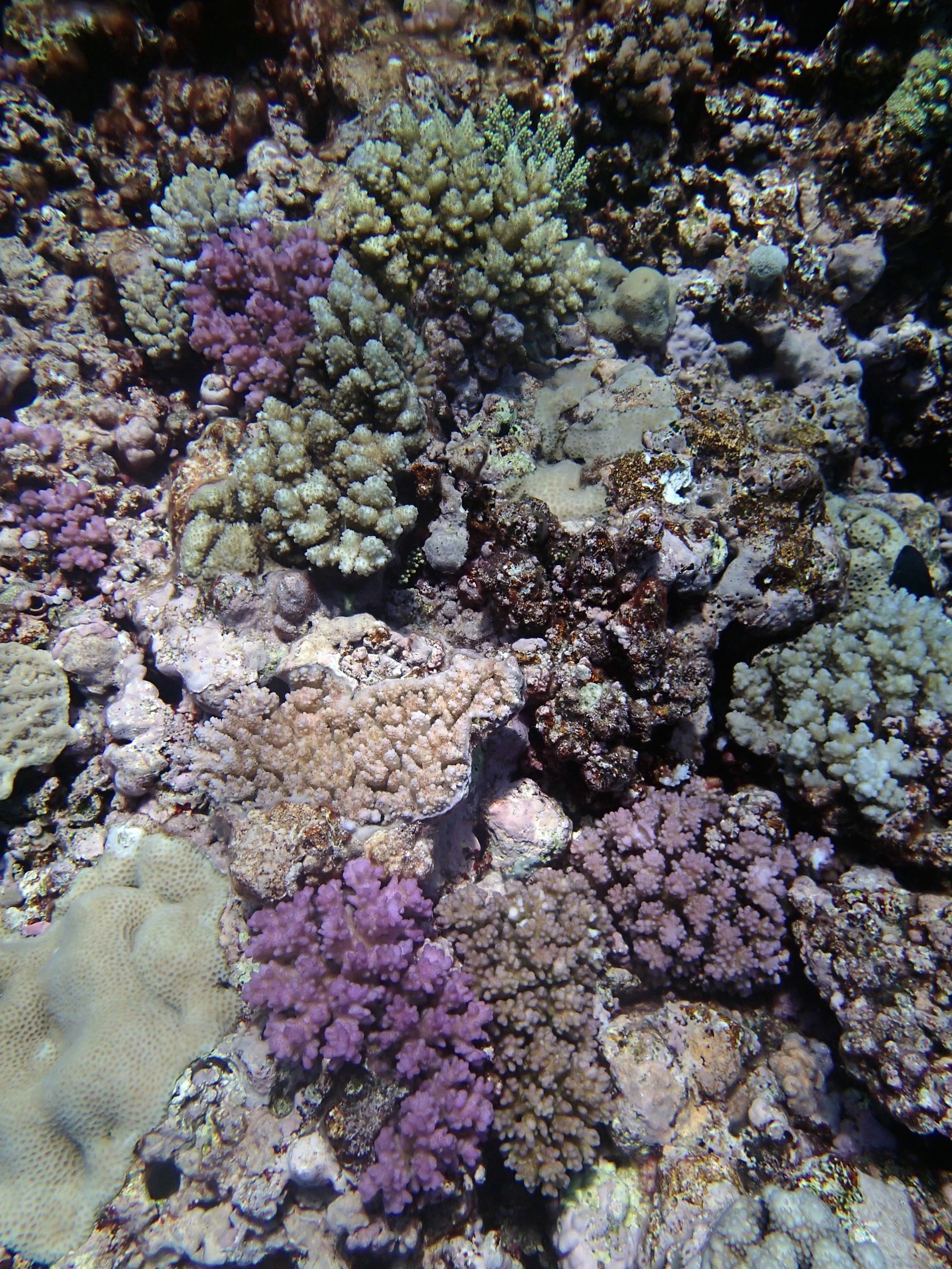 hard coral garden.jpg