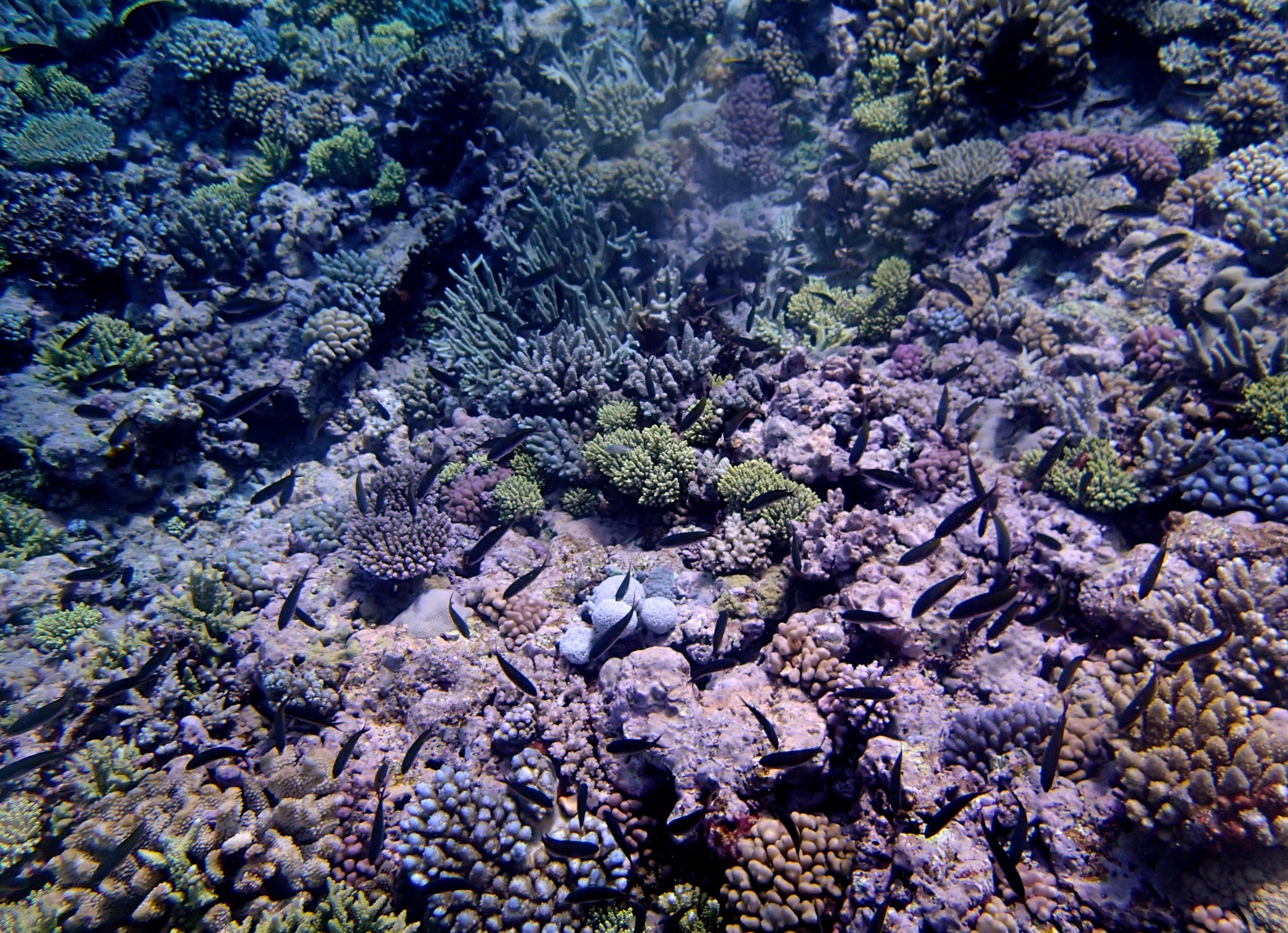 fish covered reef (1).jpg