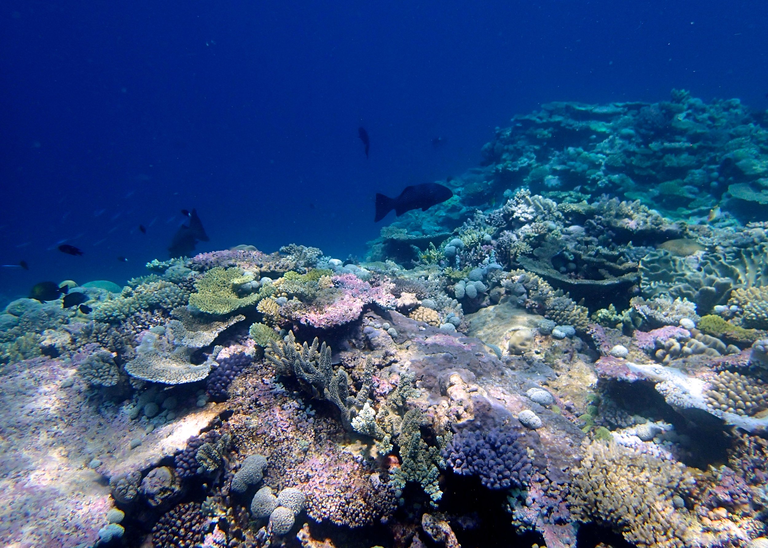 beautiful shallows of Pelotas Atoll.jpg