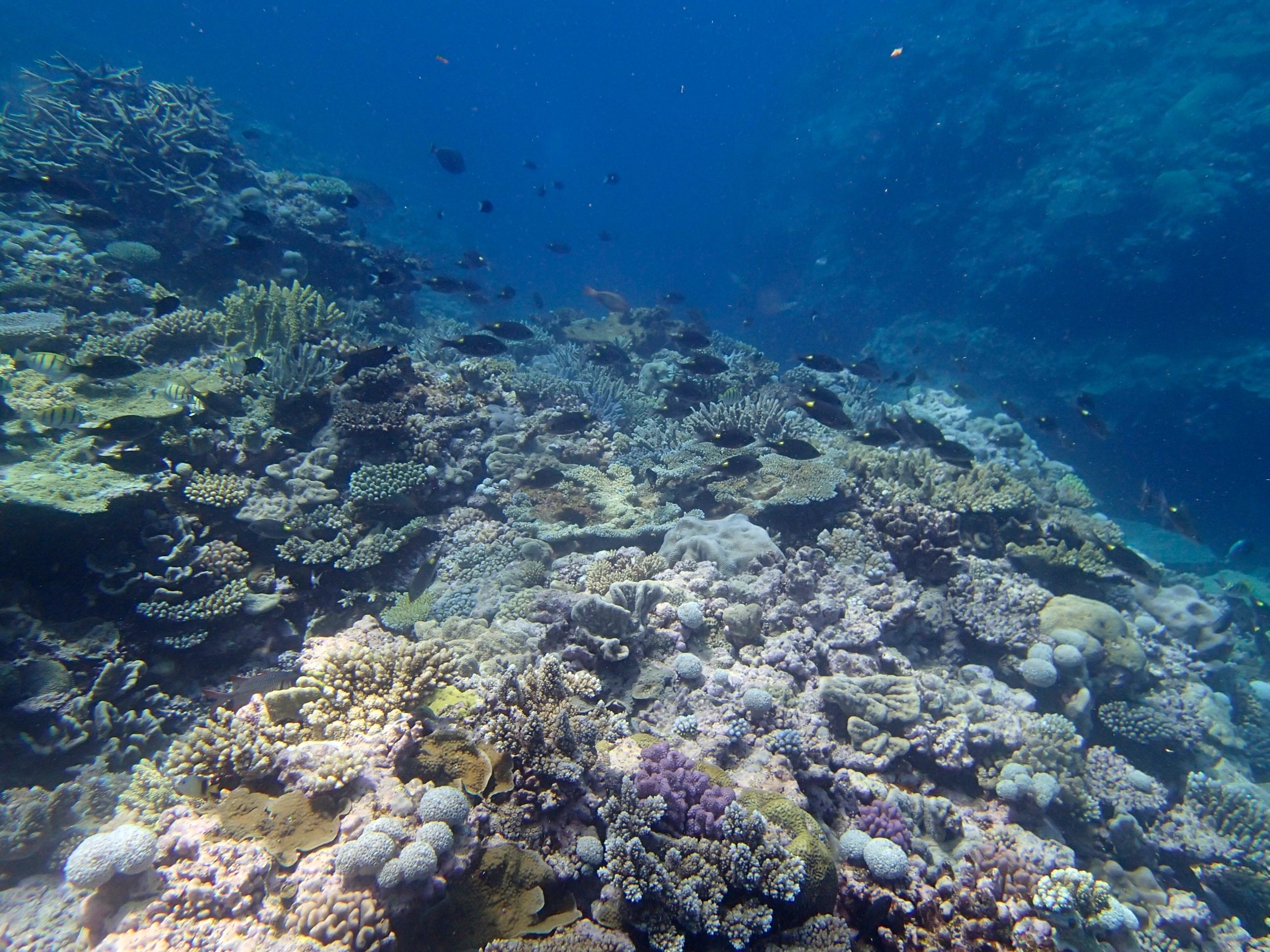 Pelotas Atoll, New Caledonia.jpg