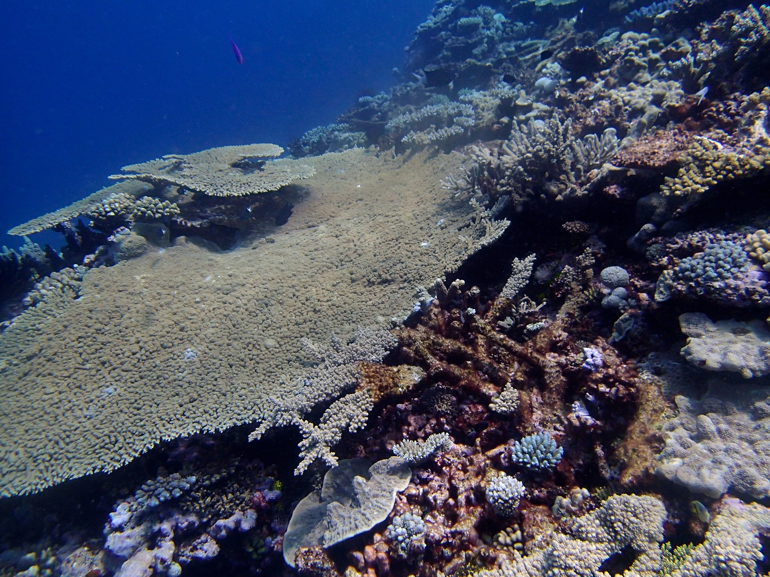 acropora table.jpg