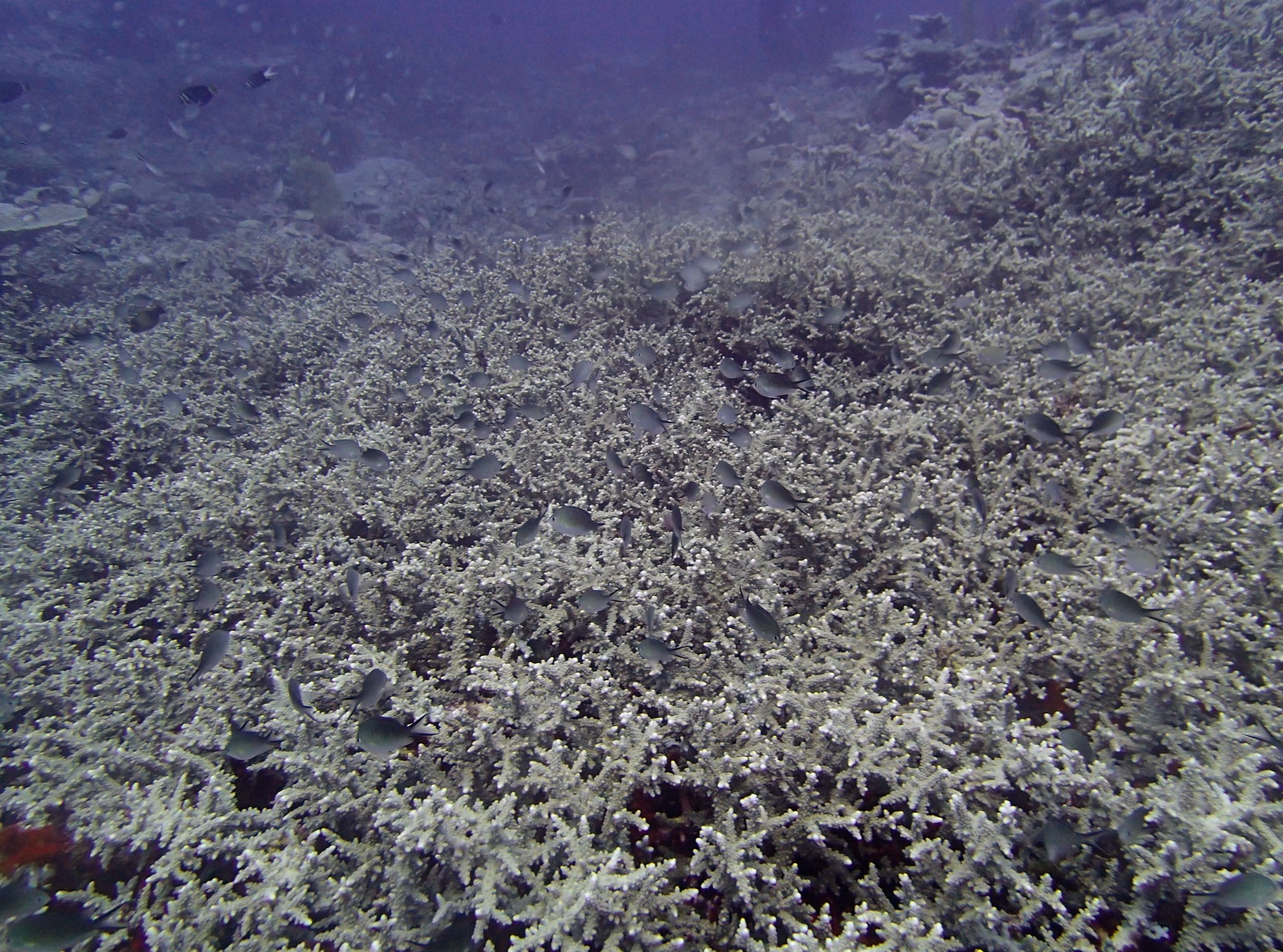 bizarre acropora.jpg