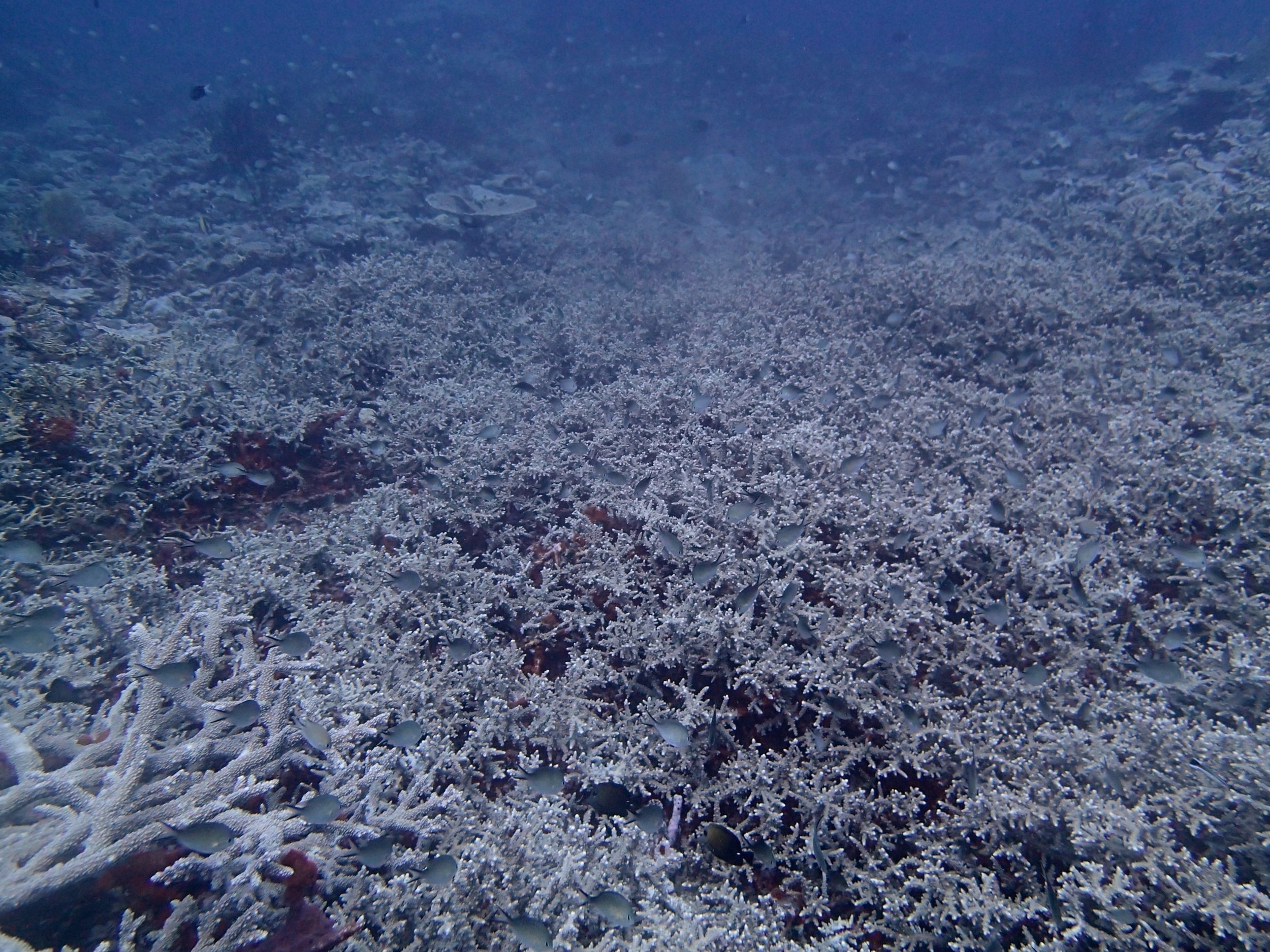 strange acropora.jpg