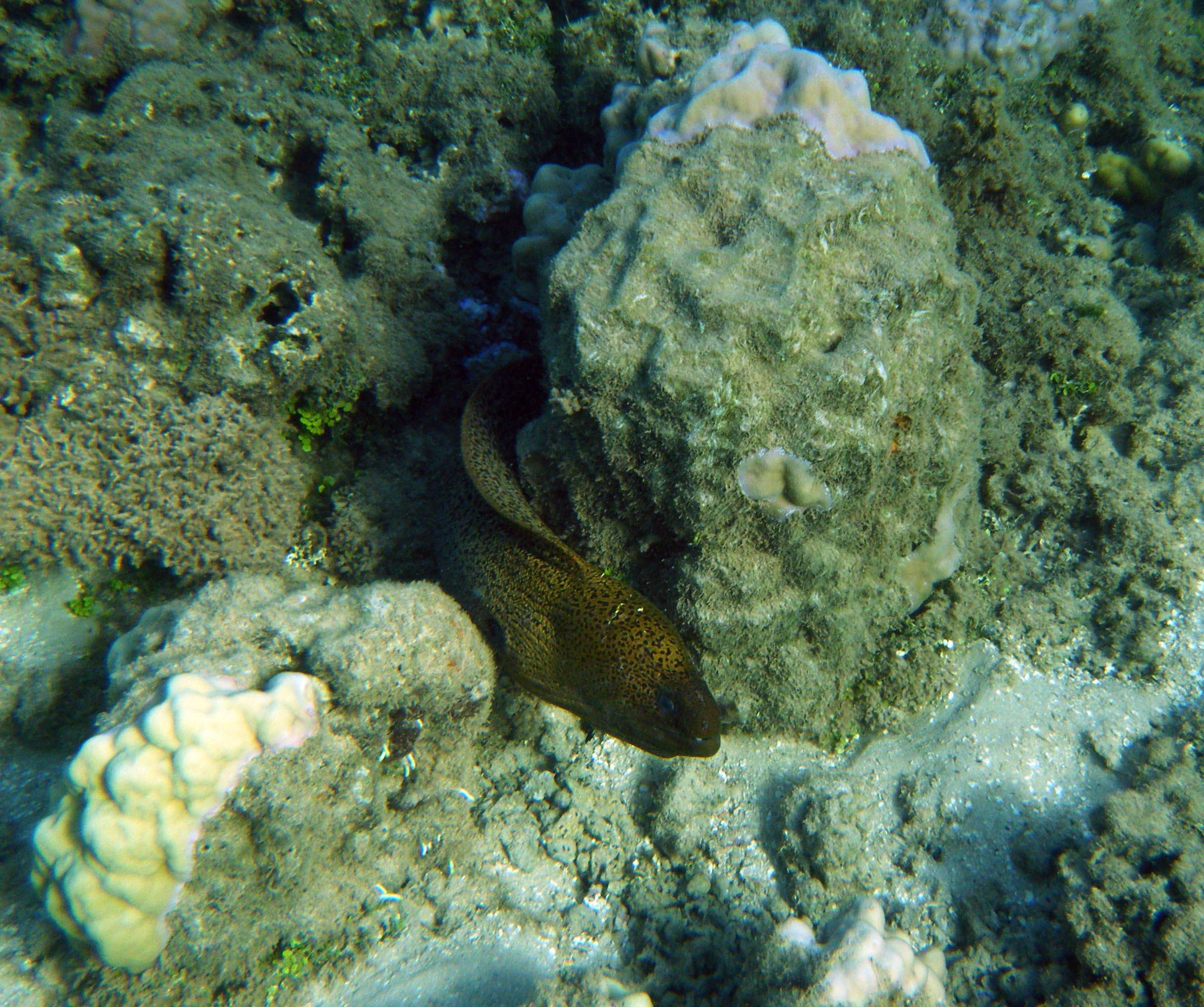 eel at Gump Reef.jpg