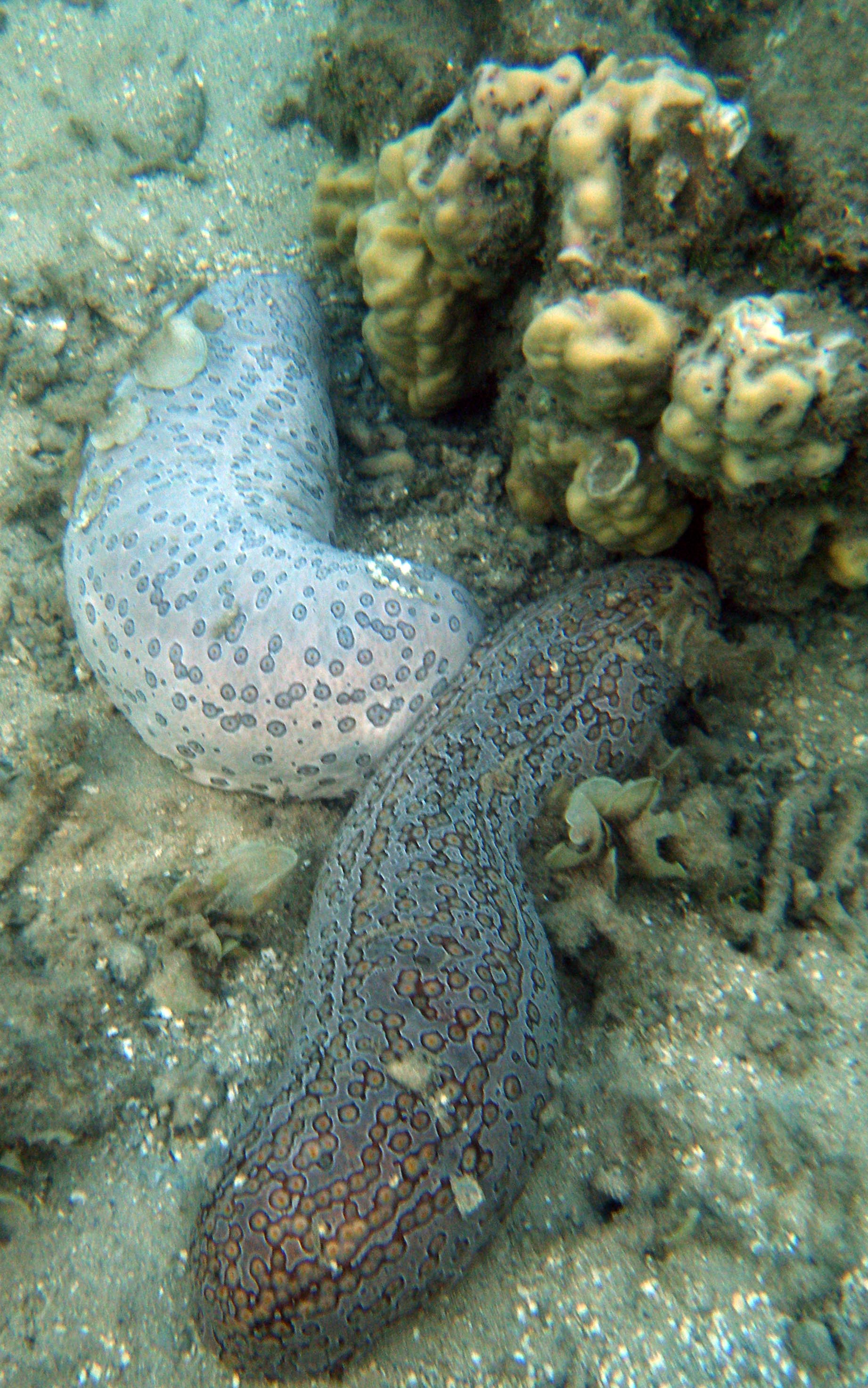 sea cucumbers at Gump reef.jpg
