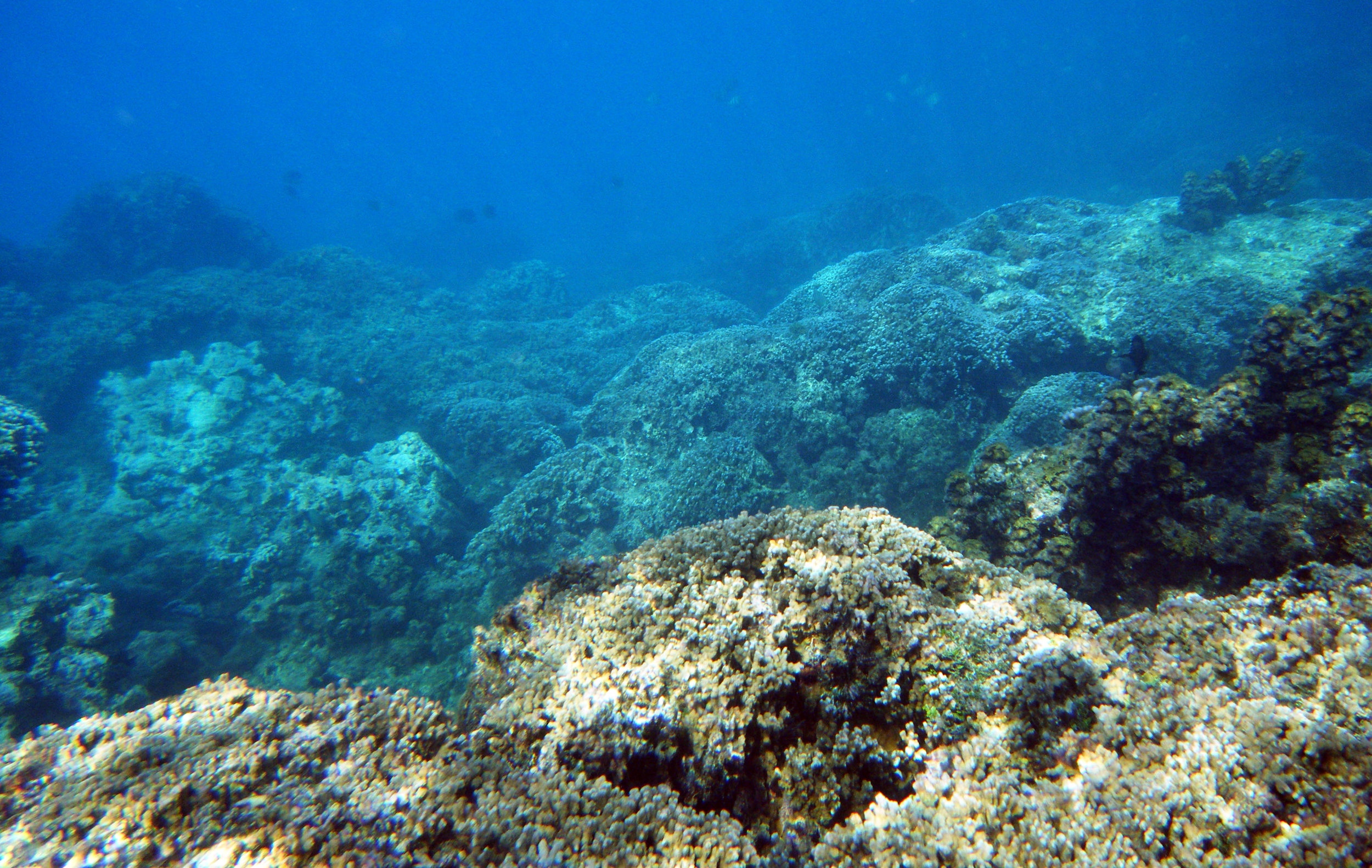 fringing reef 1.jpg