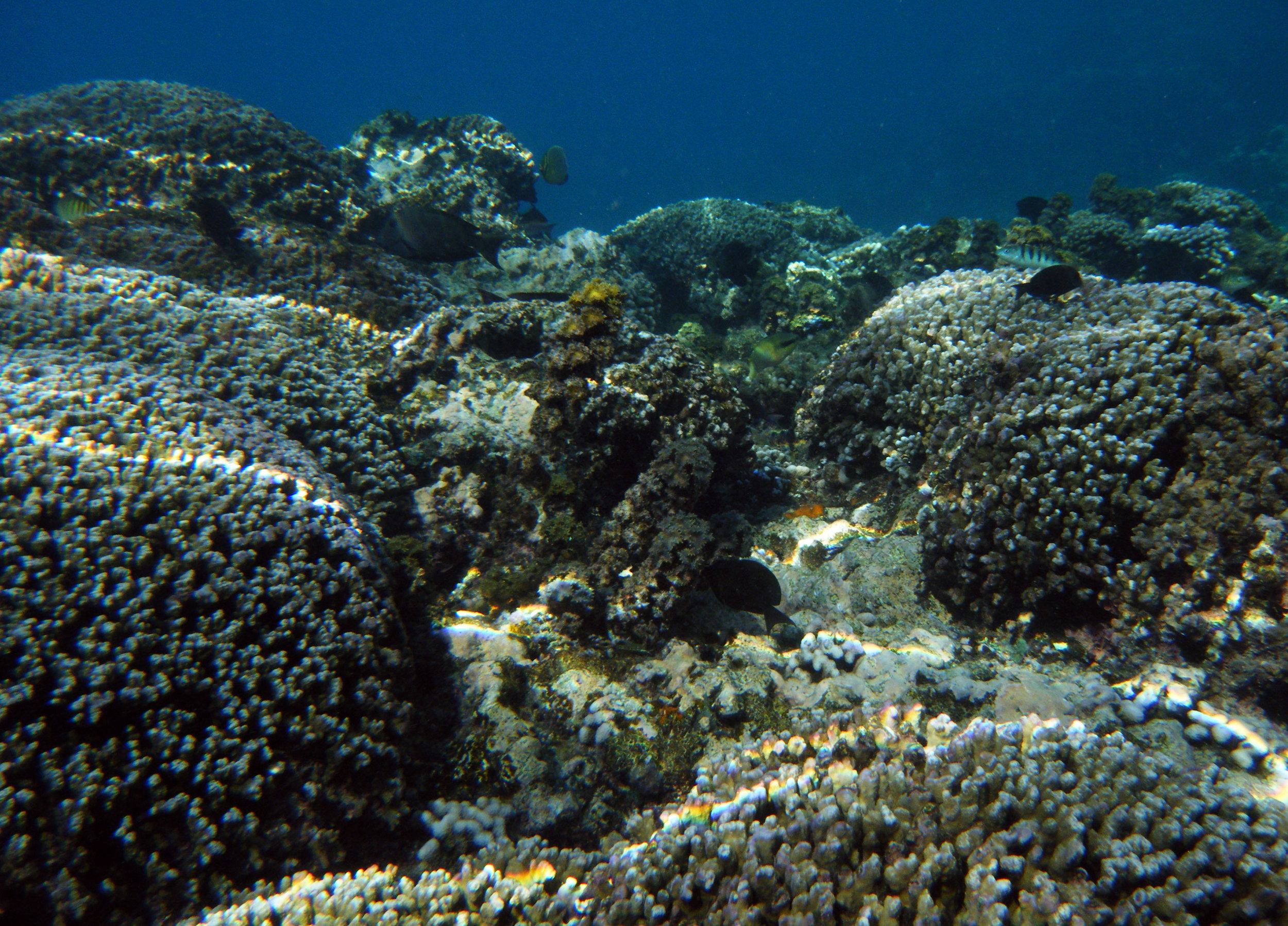 Porites reef.jpg