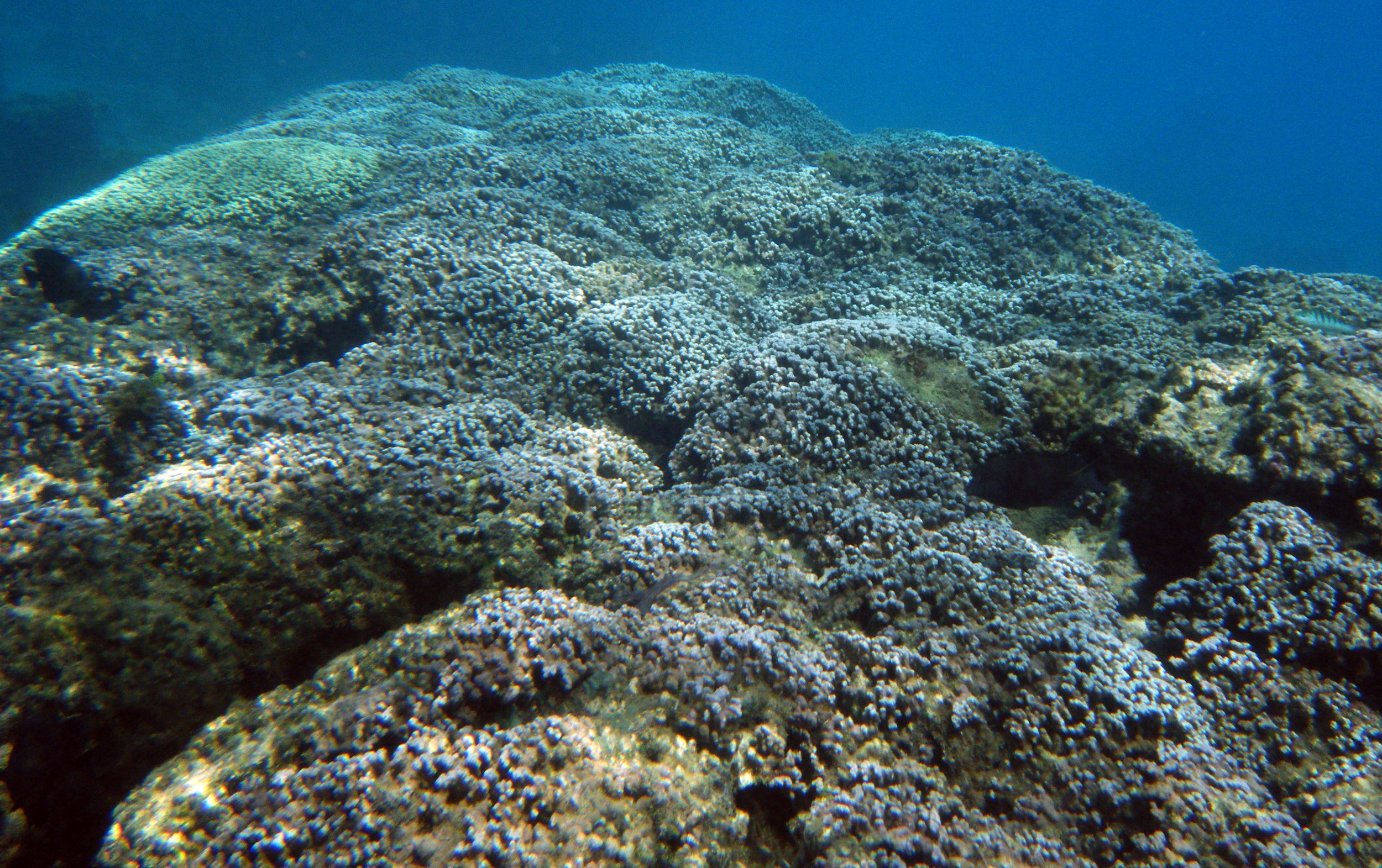 LTER fringe reef 1.jpg