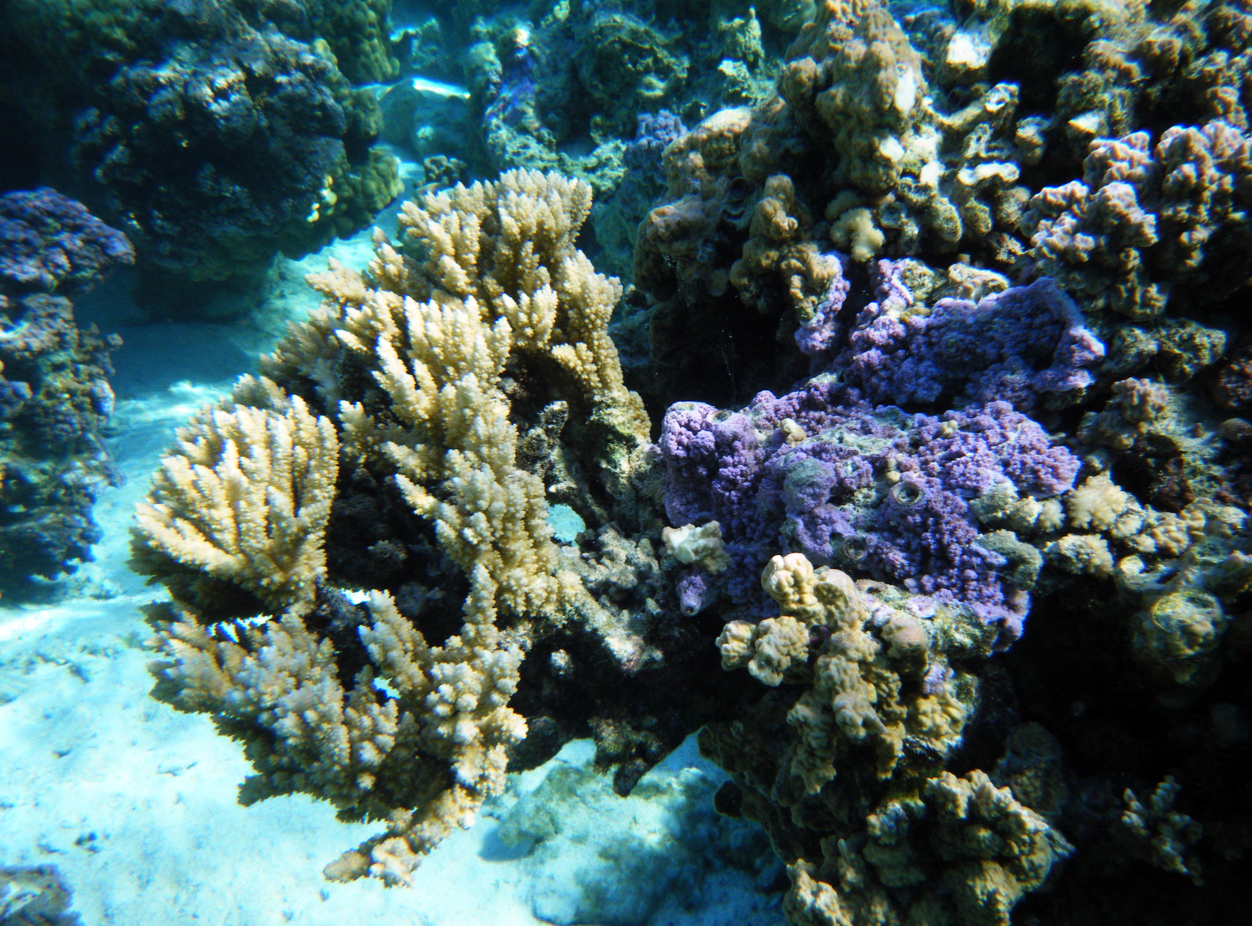 nice hard coral at Temae.jpg
