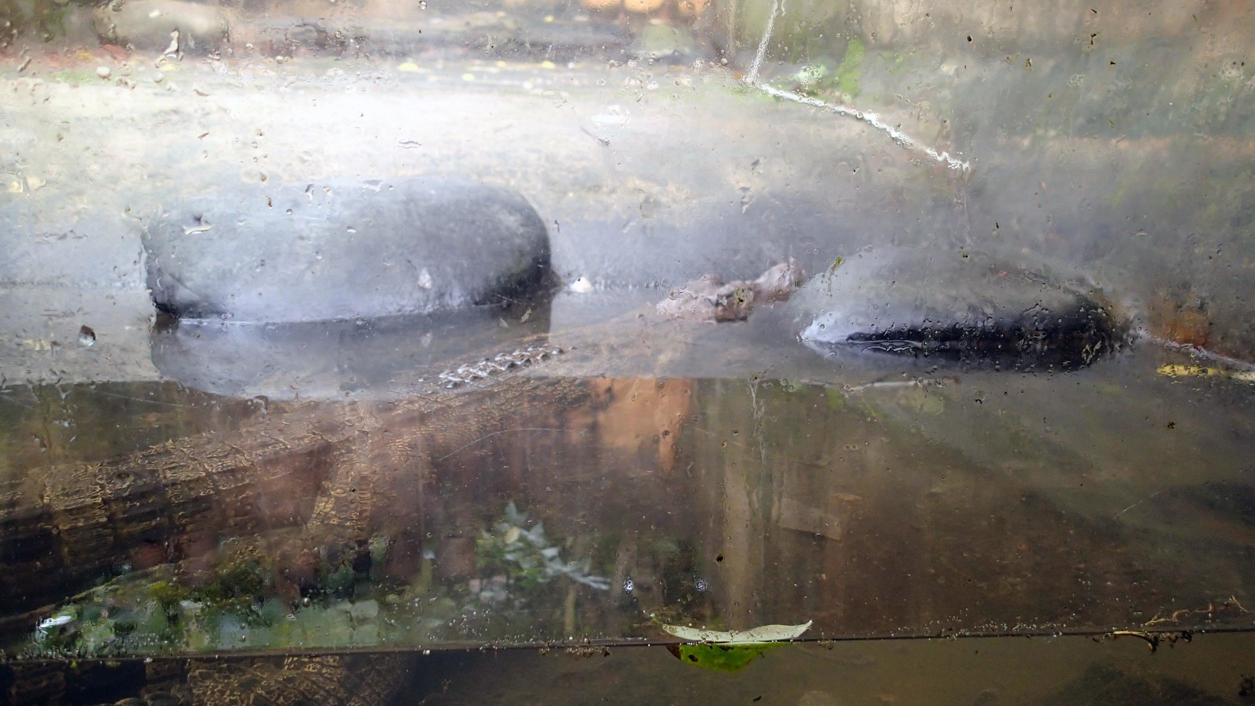 Crocodile @ butterfly garden.jpg