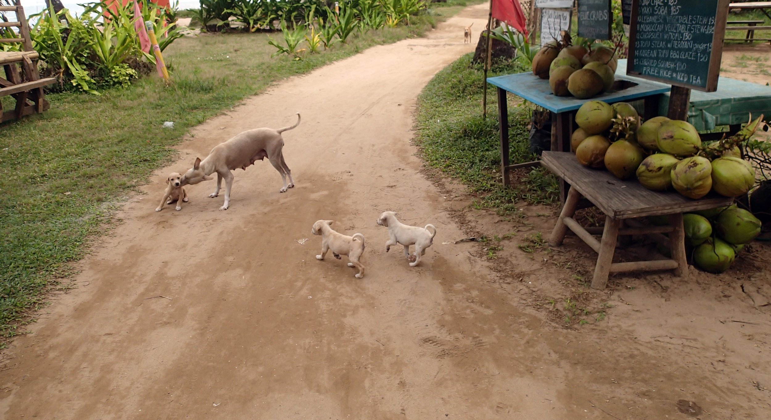 street puppies.jpg