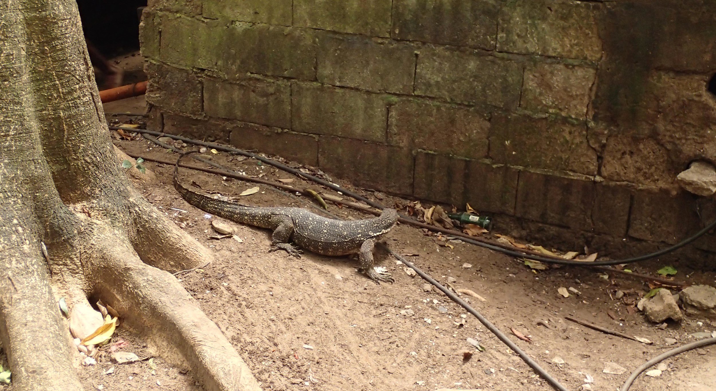 monitor lizard.jpg