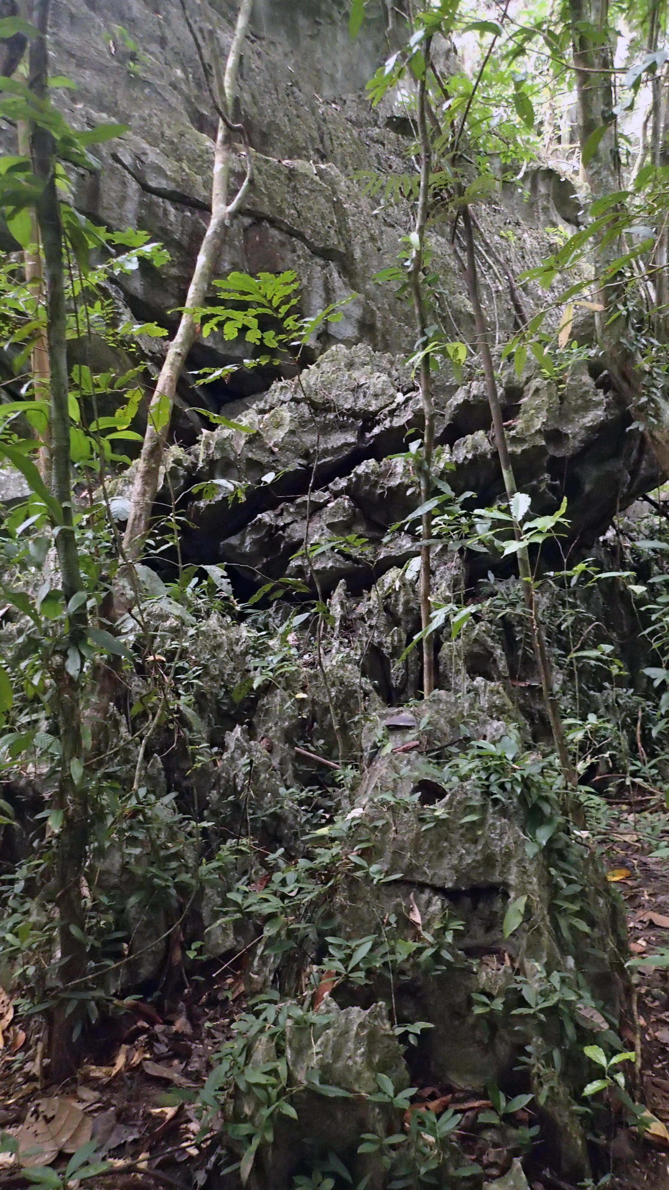 karst forest.jpg