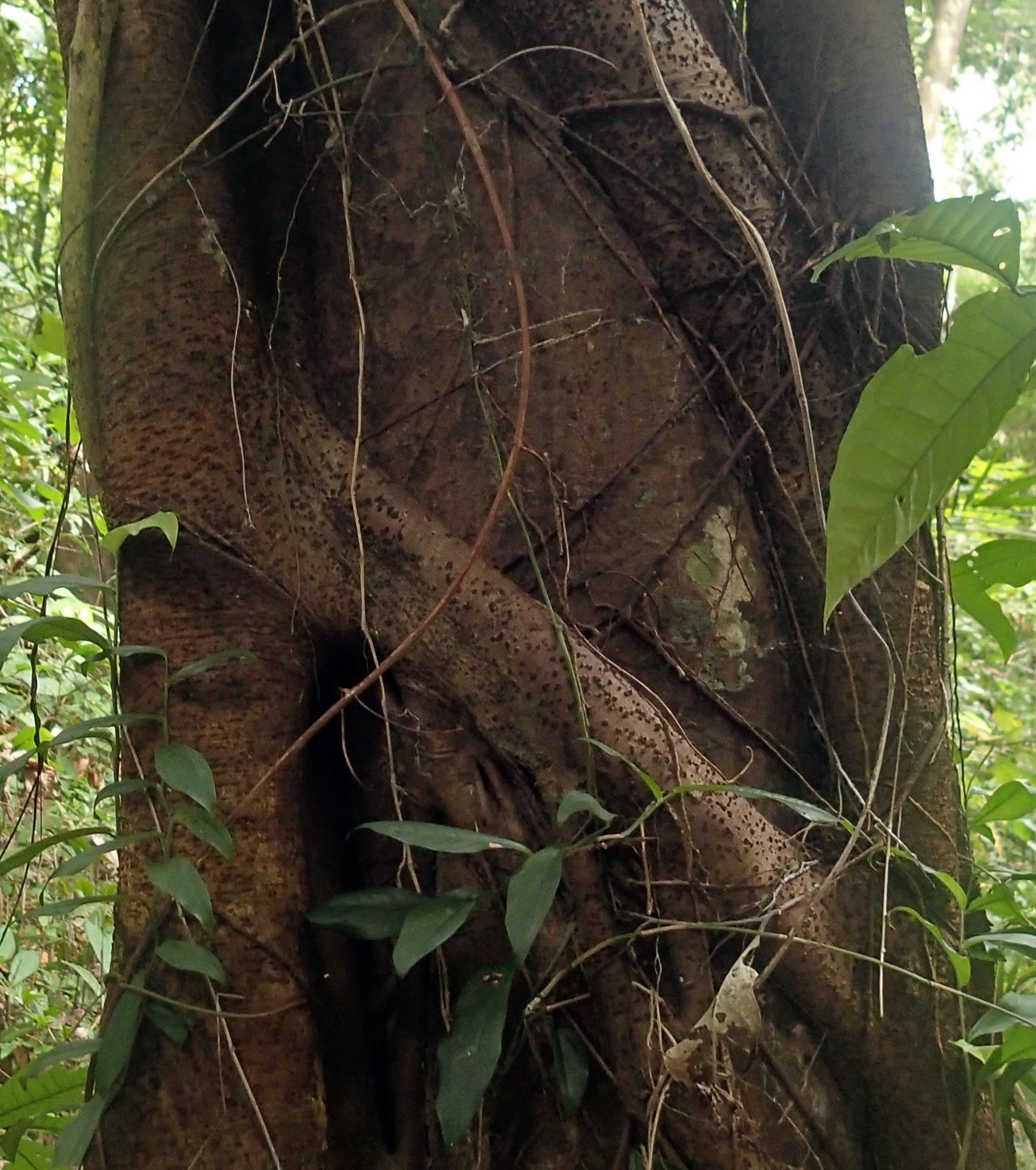 parasitic tree.jpg