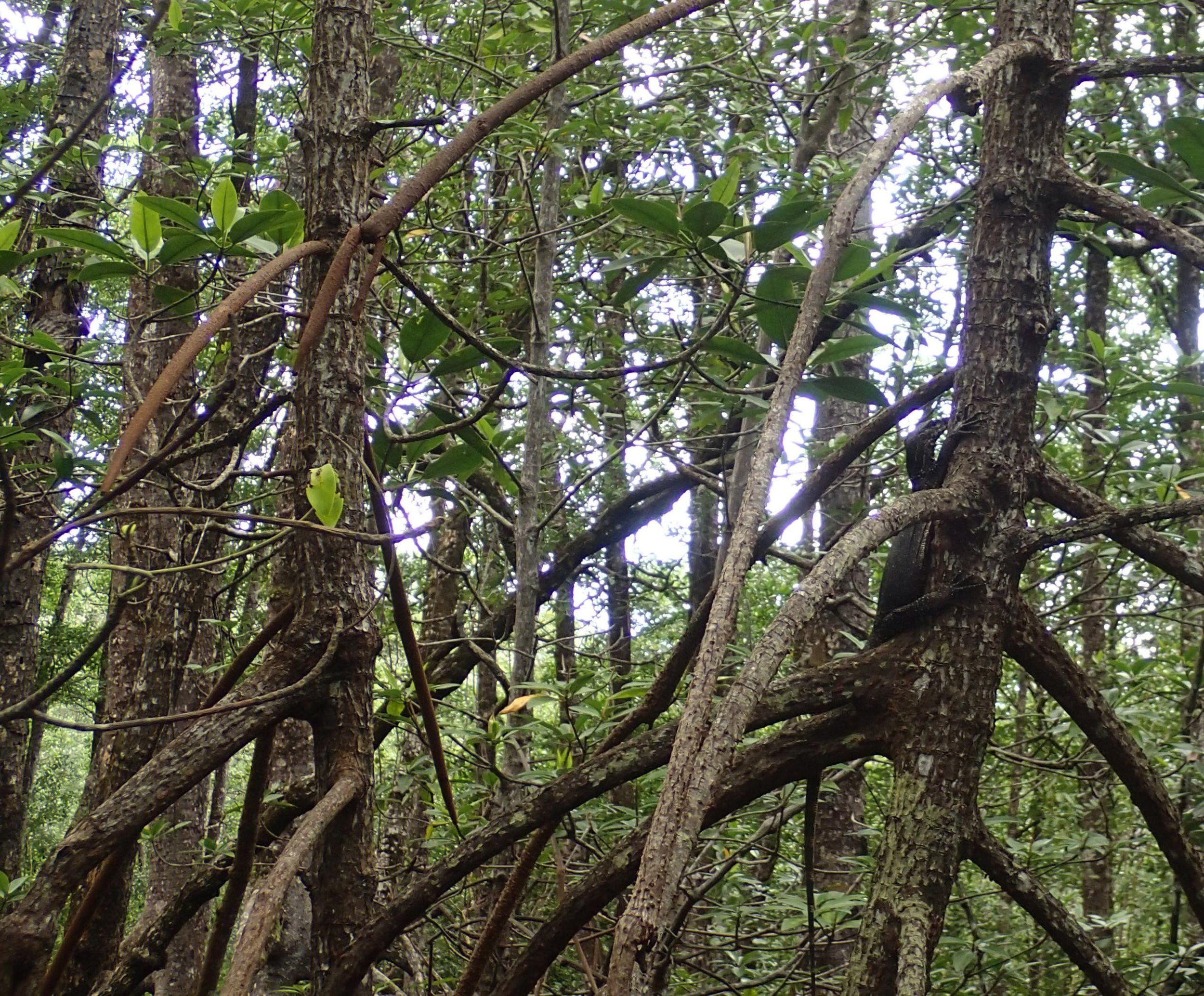 monitor lizard in tree.jpg