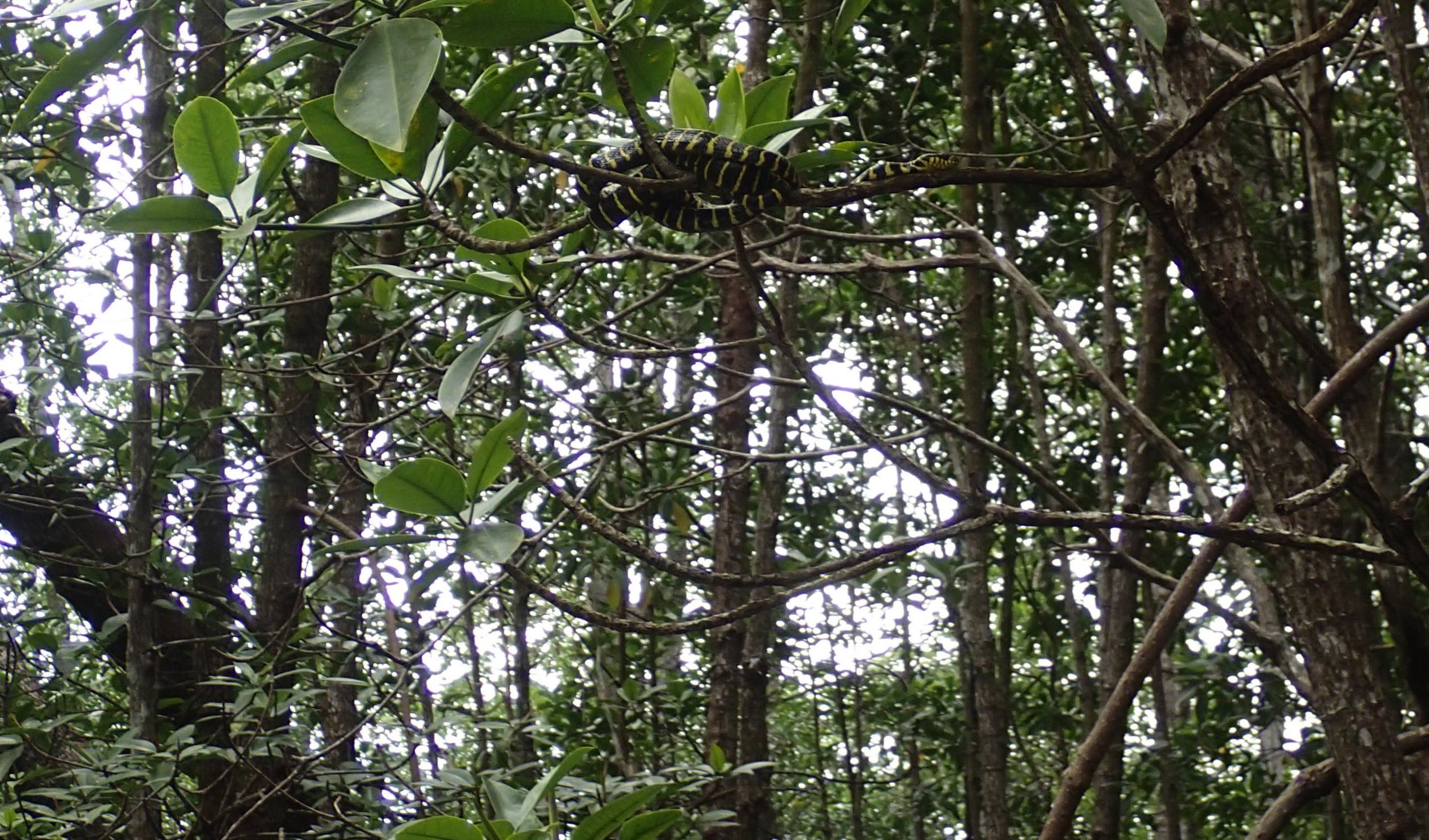 mangrove snake 2.jpg