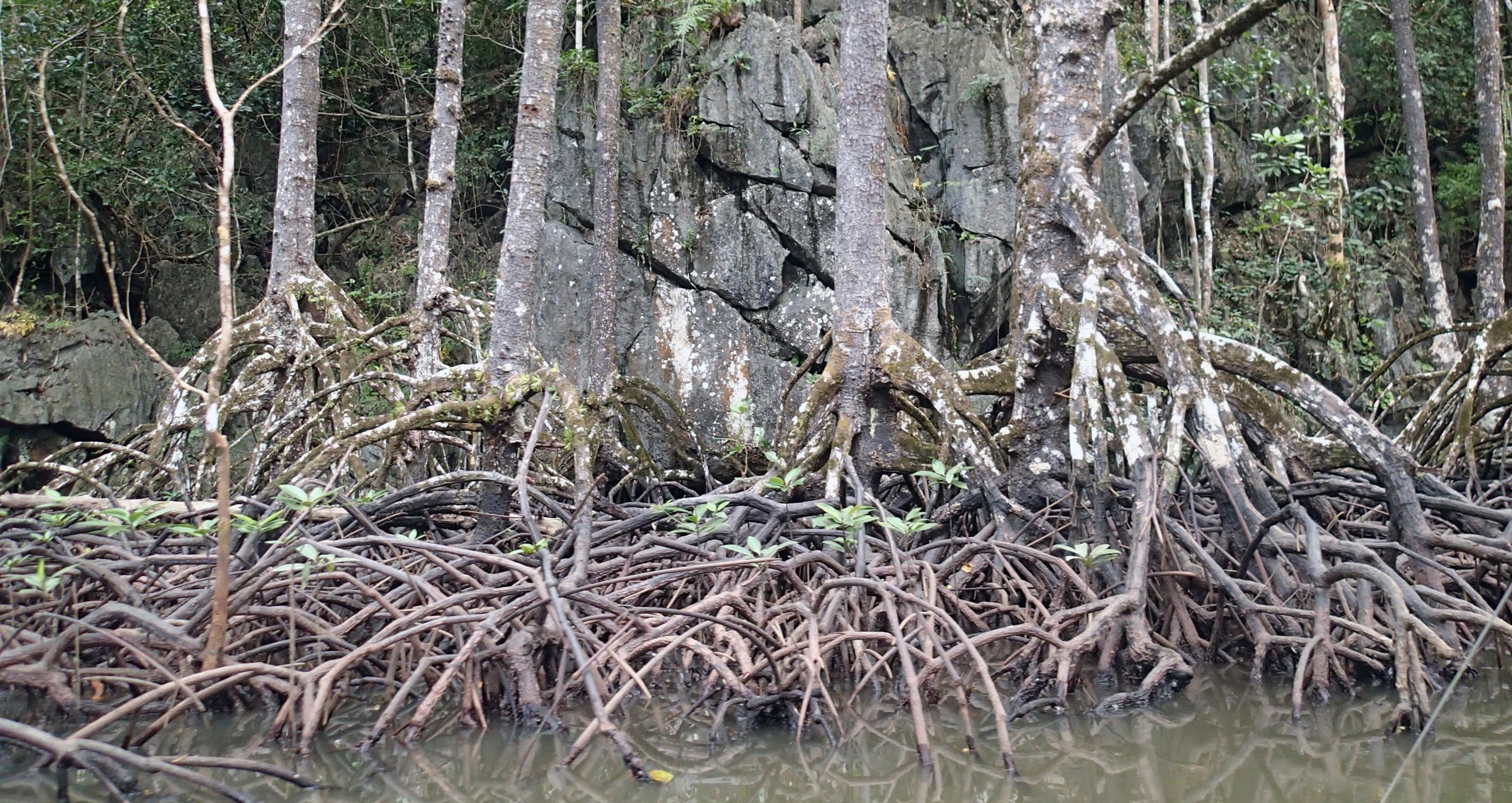 mangrove+karst.jpg