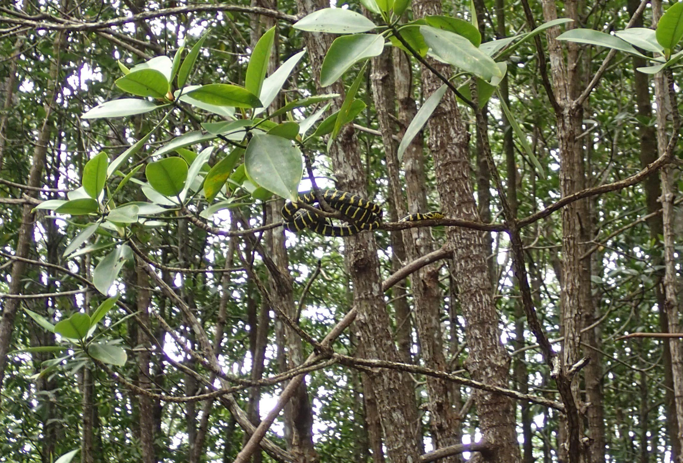 mangrove snake.jpg