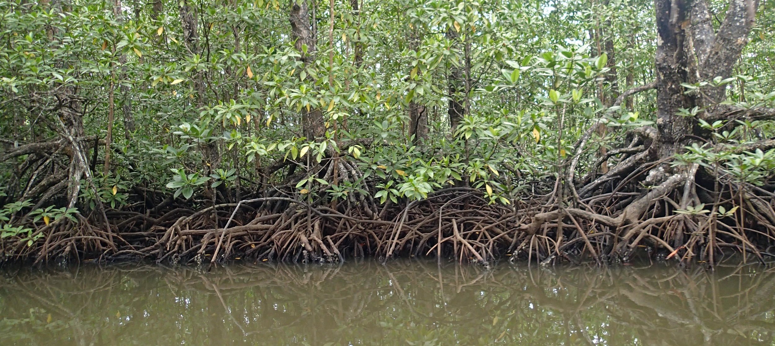 mangrove forest.jpg