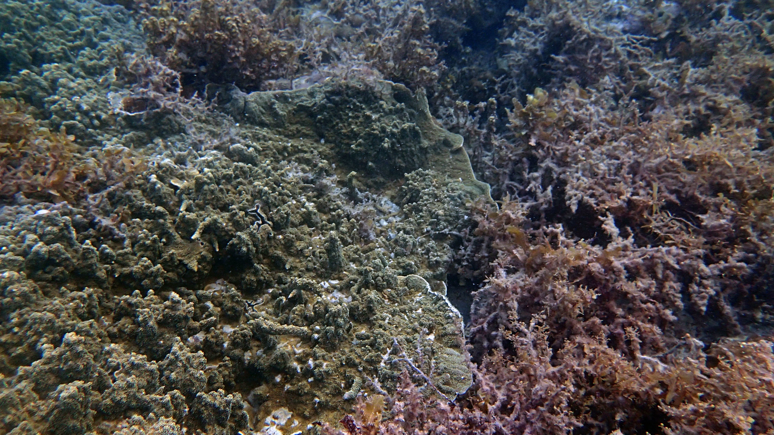 coral vs. algae.jpg
