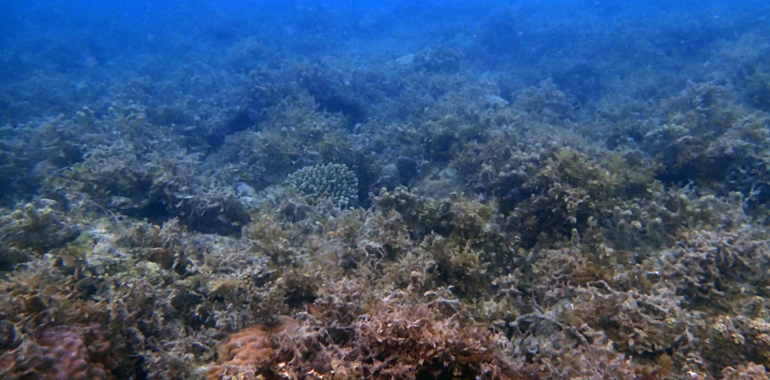 algal smothered reef.jpg