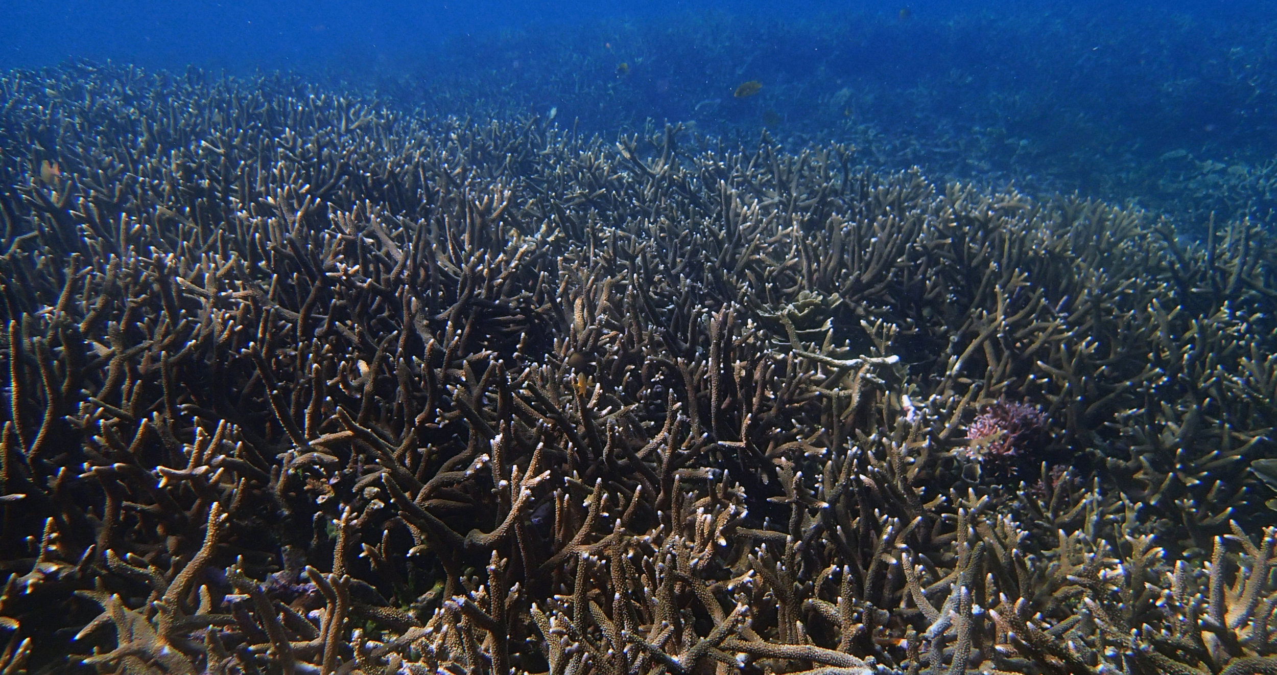 lottacropora.jpg