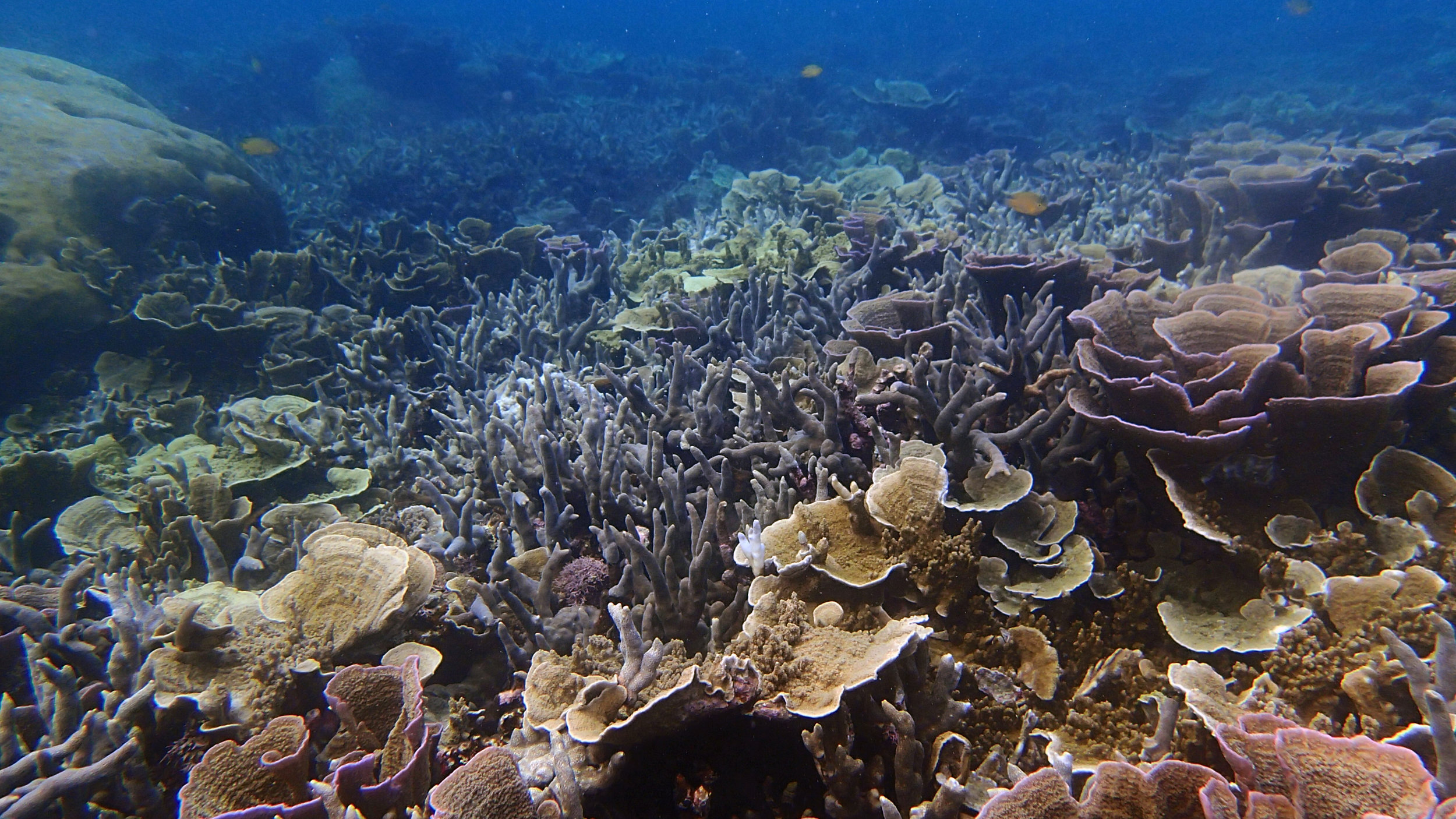 beautiful reef.jpg