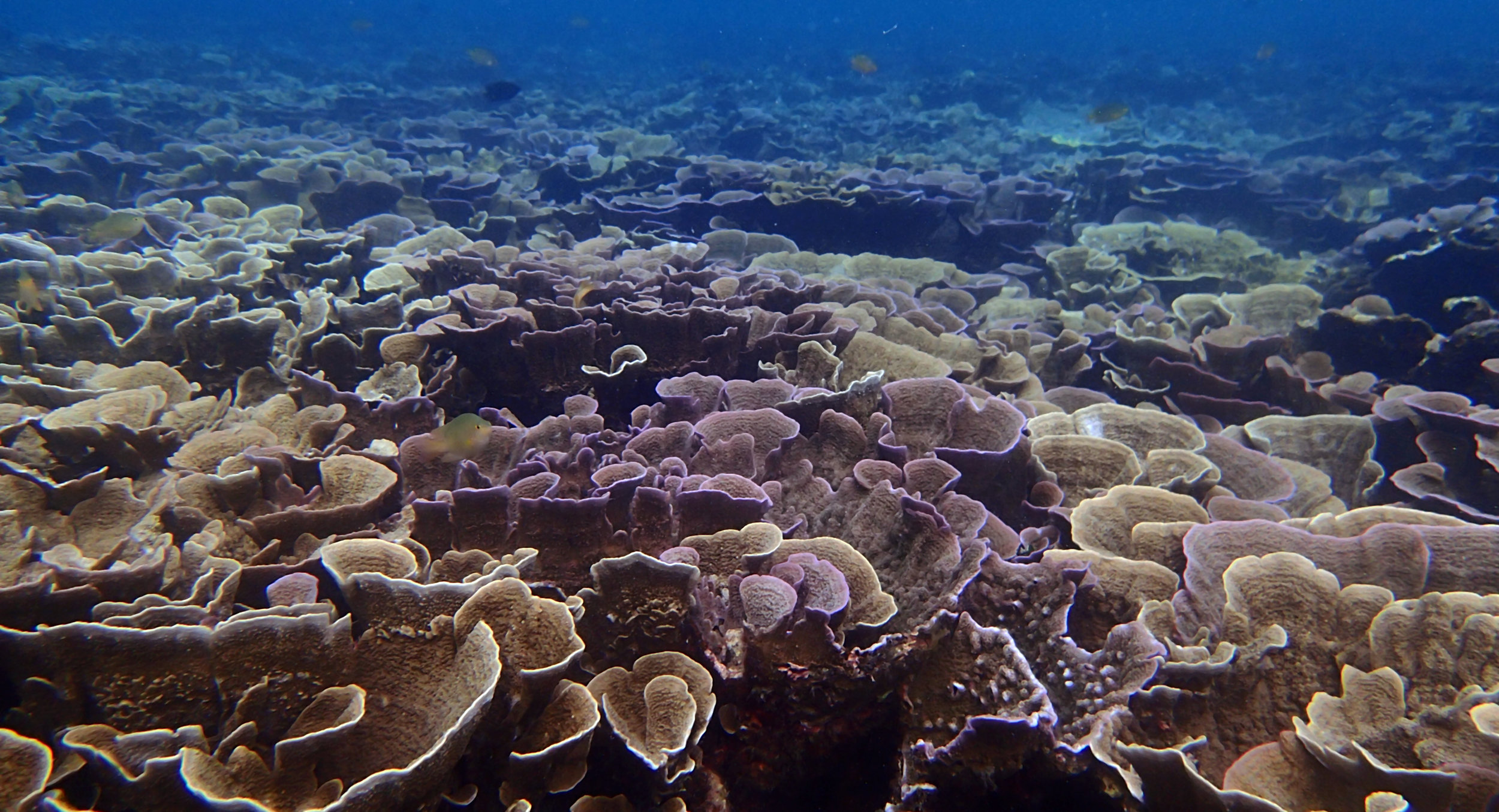 coral paradise.jpg