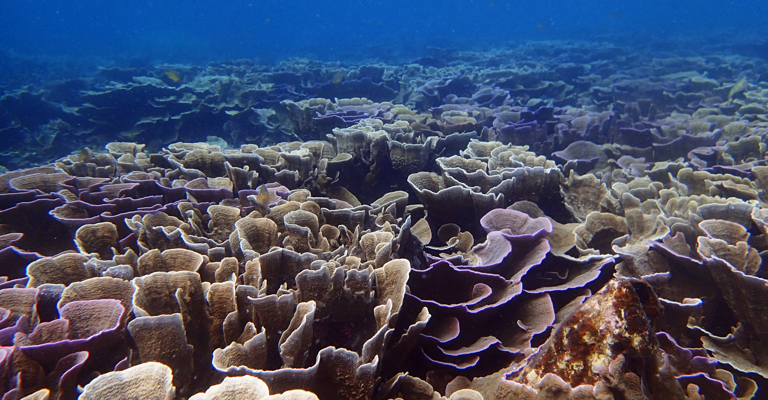 foliaceous coral madness.jpg