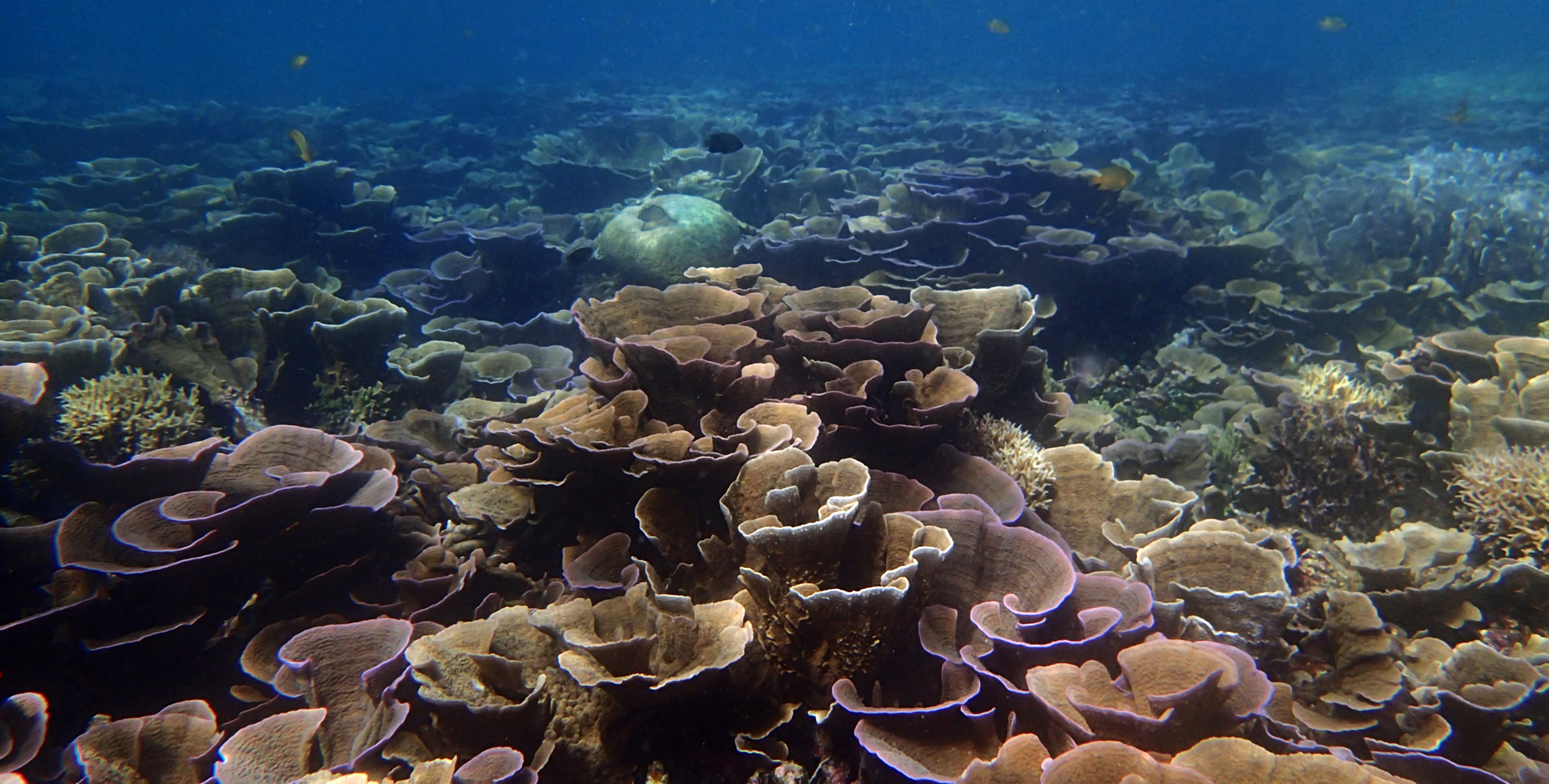 epic Palawan coral.jpg