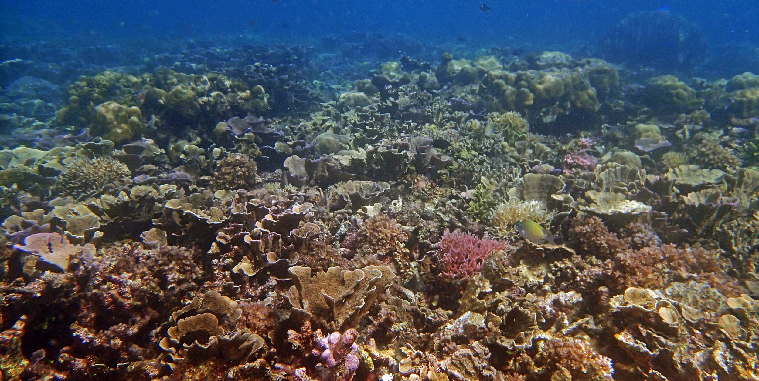 high coral cover-Palawan.jpg