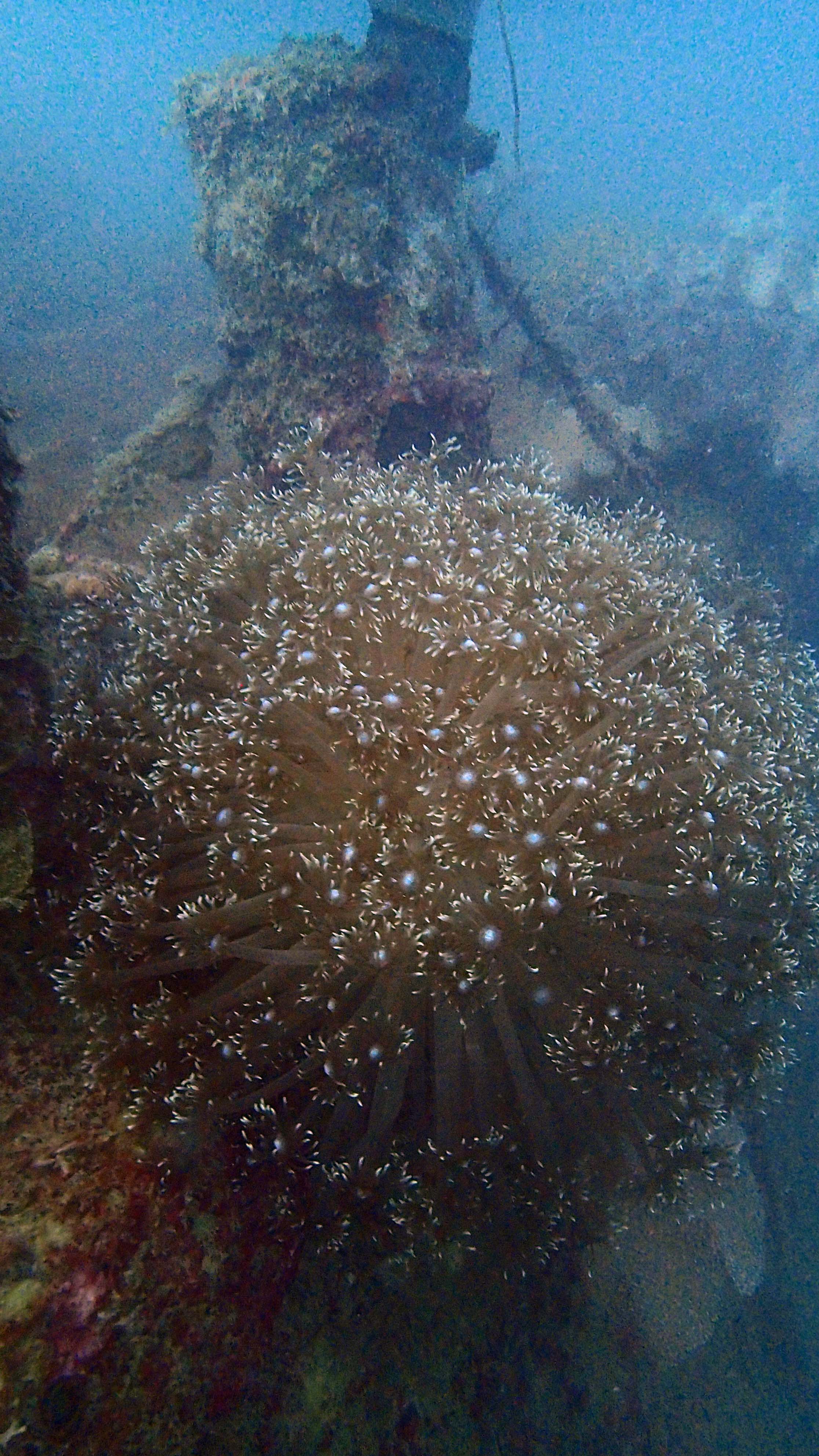 soft coral wreck.jpg