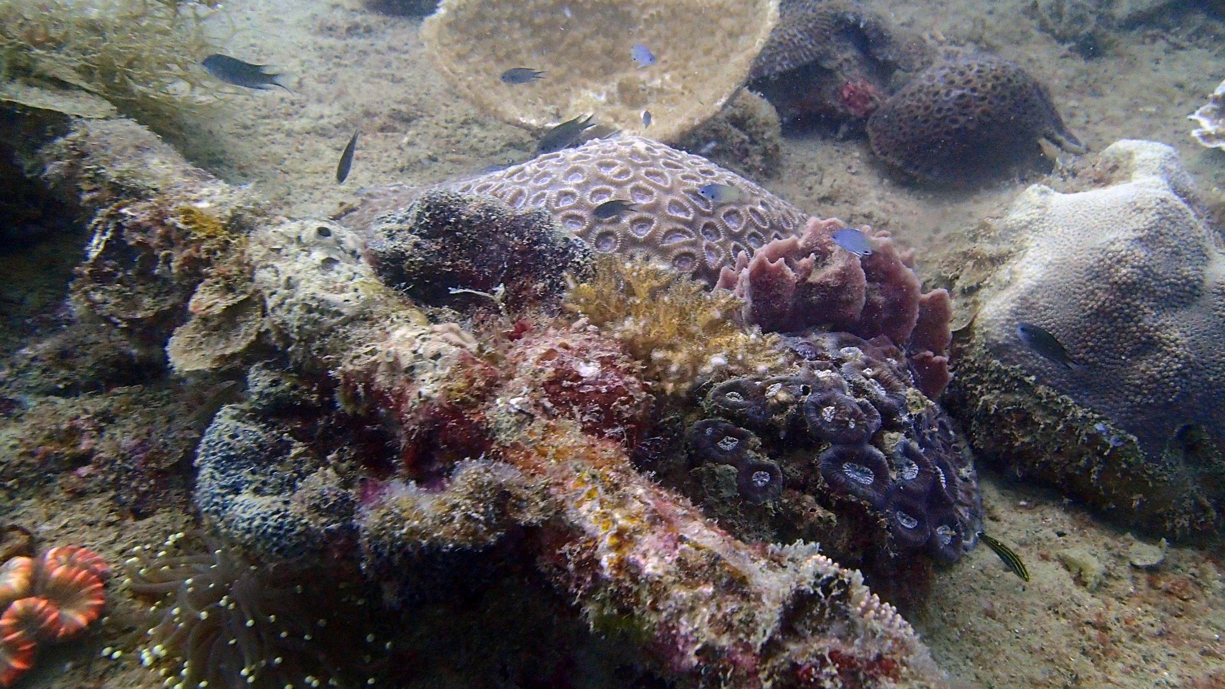 corals on the haul.jpg