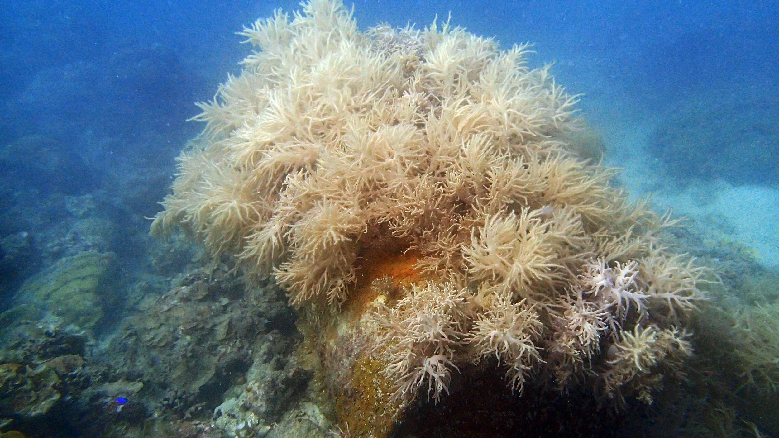 nice soft coral.jpg