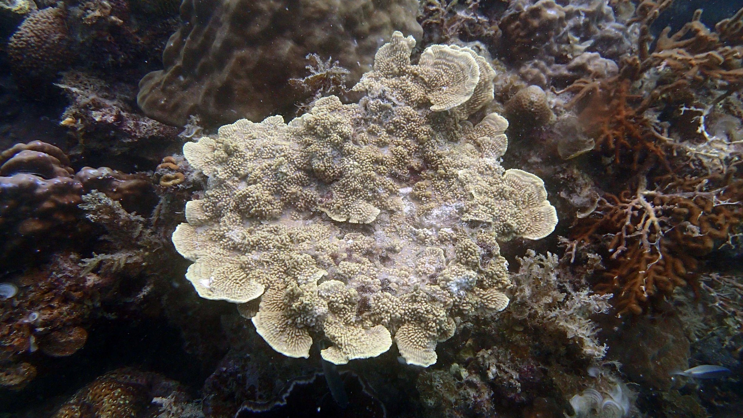 Montipora?.jpg