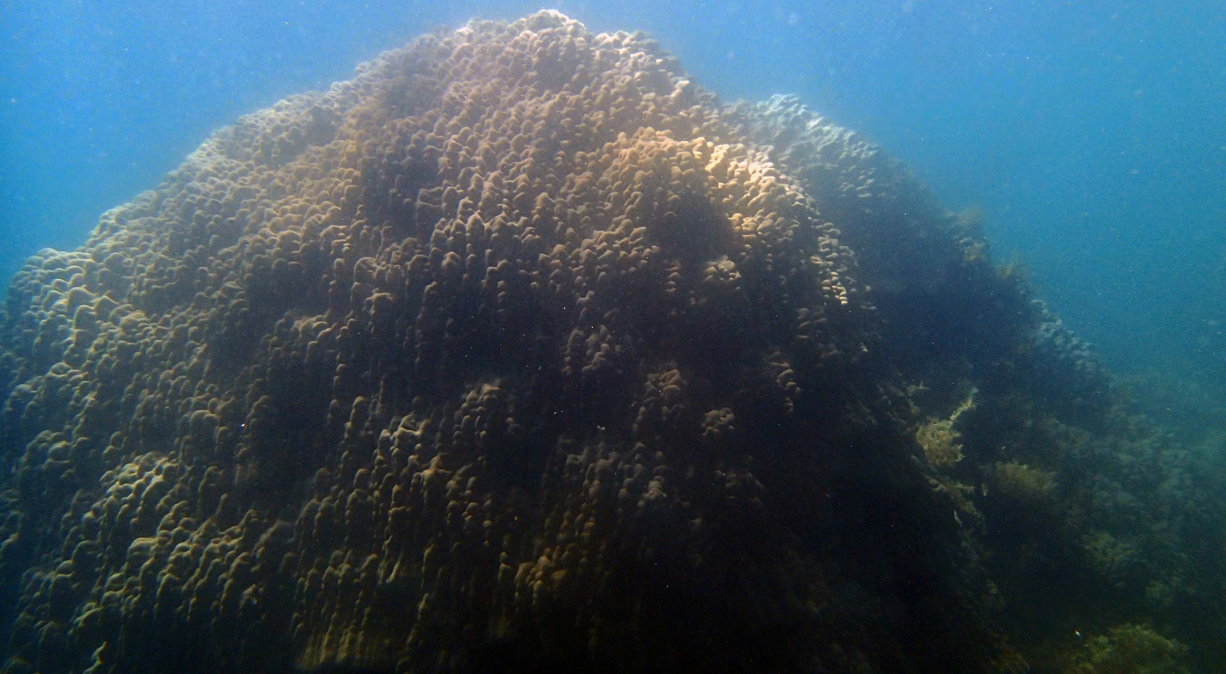 monster Porites Palawan.jpg