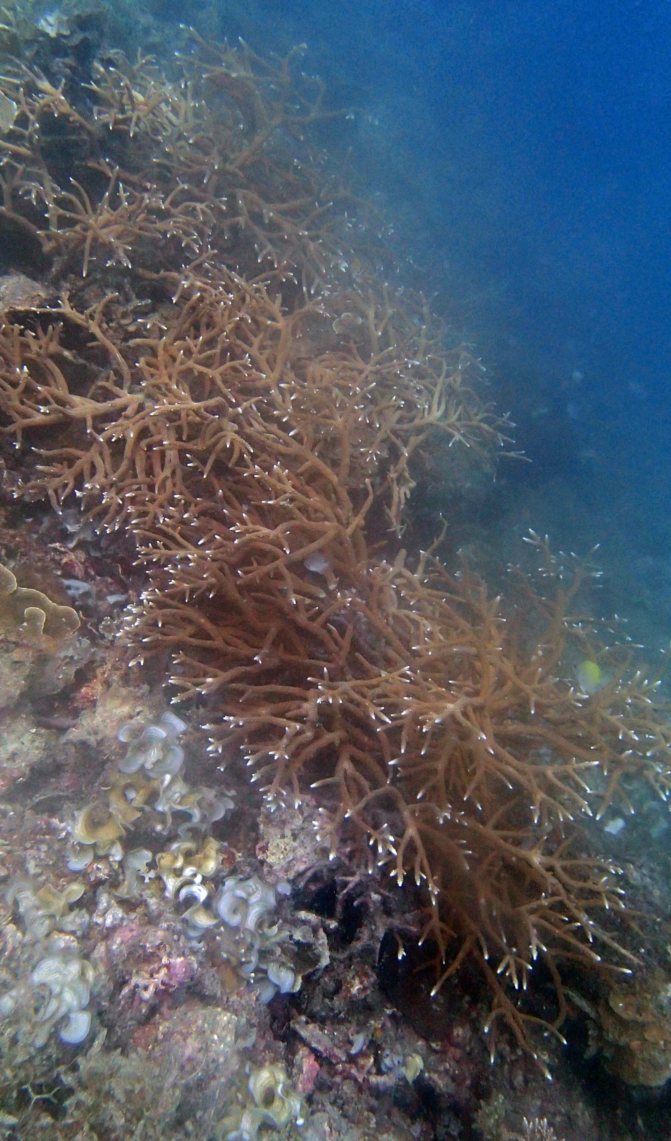 acropora PB drift wall.jpg