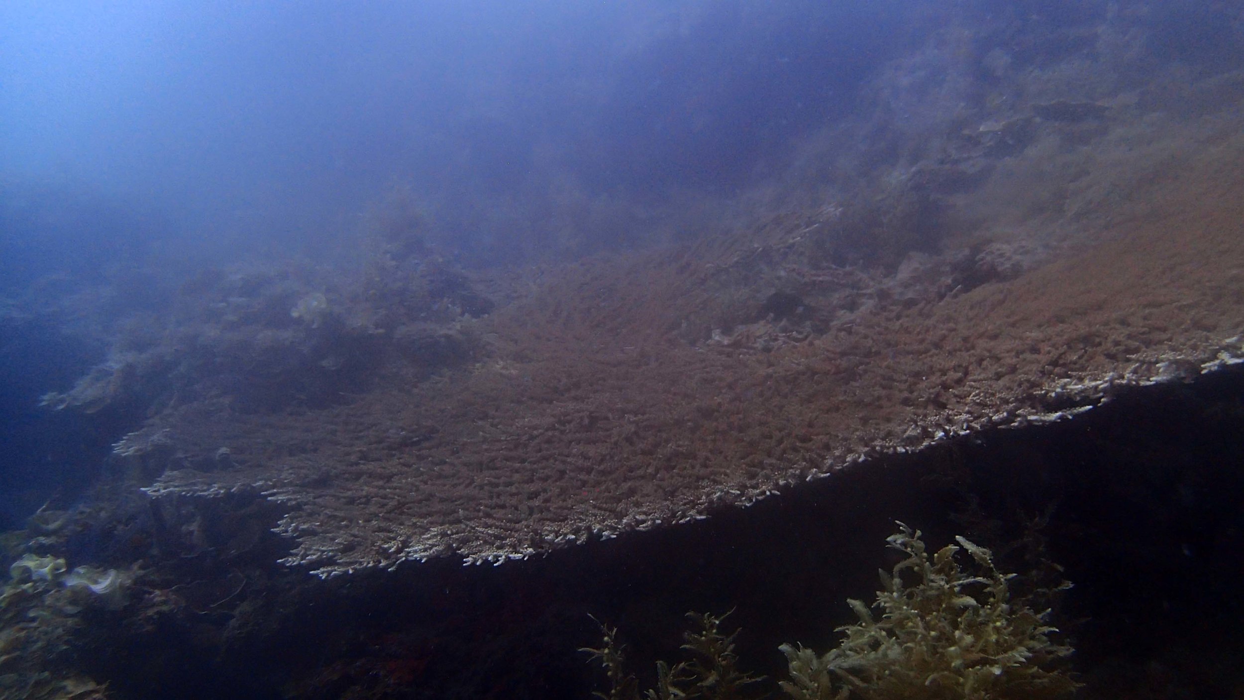 acropora Port Barton.jpg