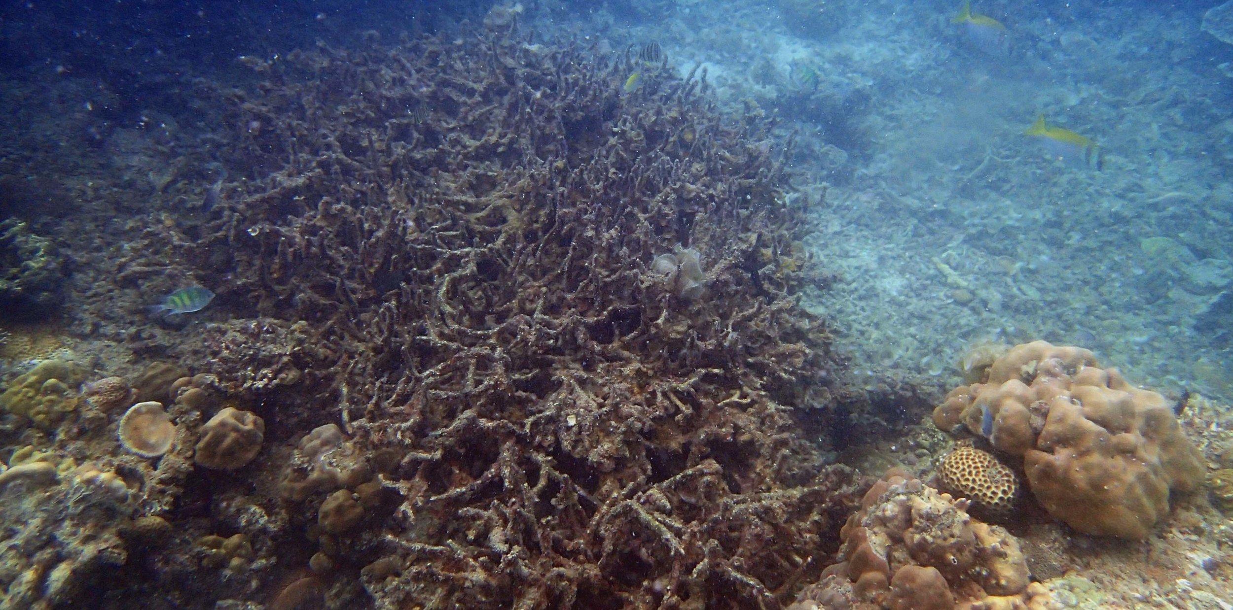 pollution damaged reef.jpg