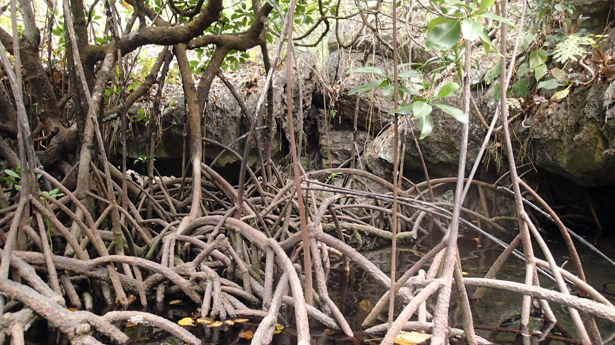 Big Lagoon mangroves.jpg