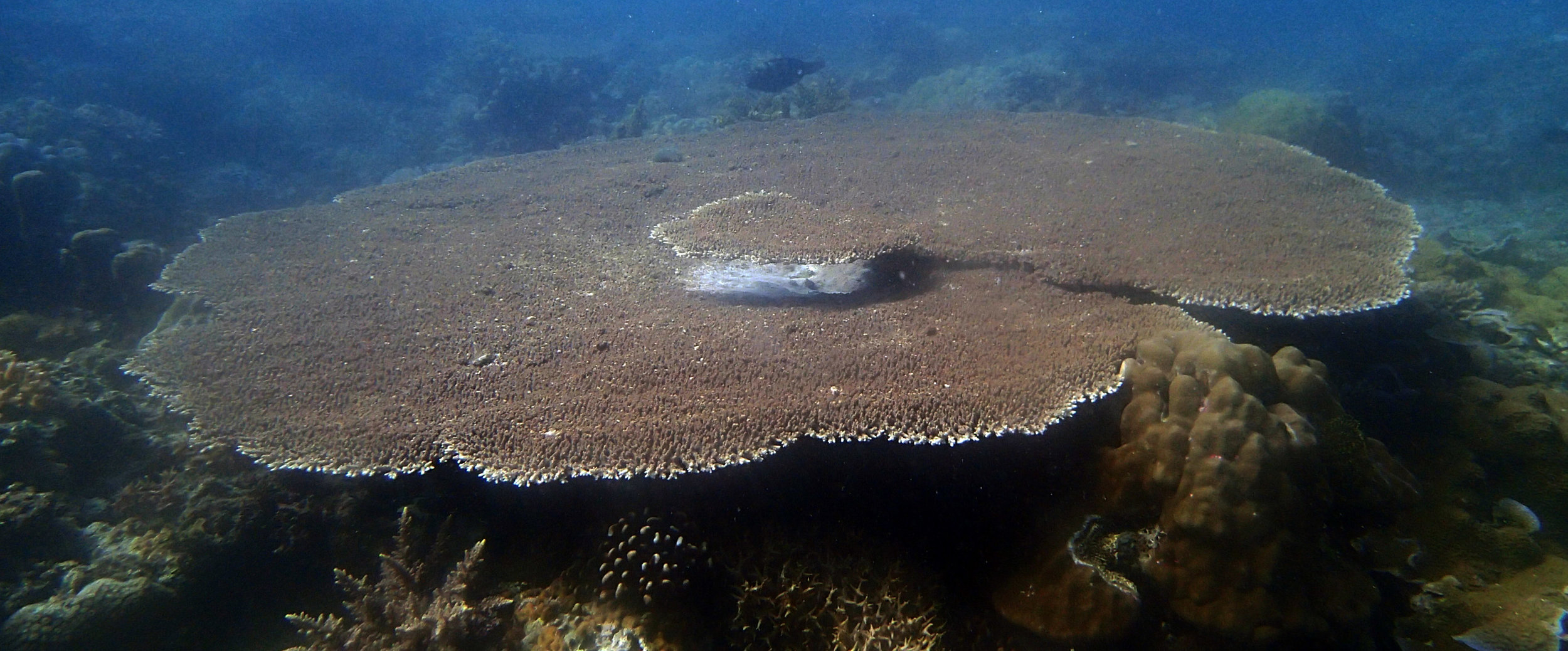 large Acropora table.jpg