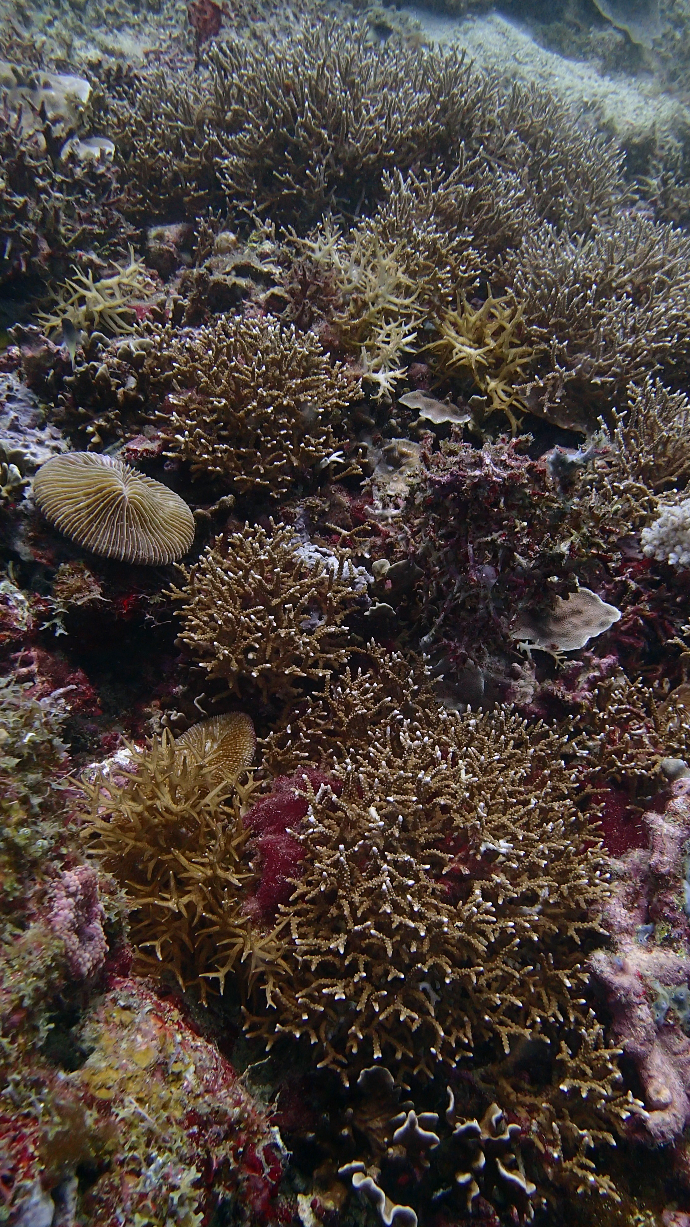 brittle reef.jpg