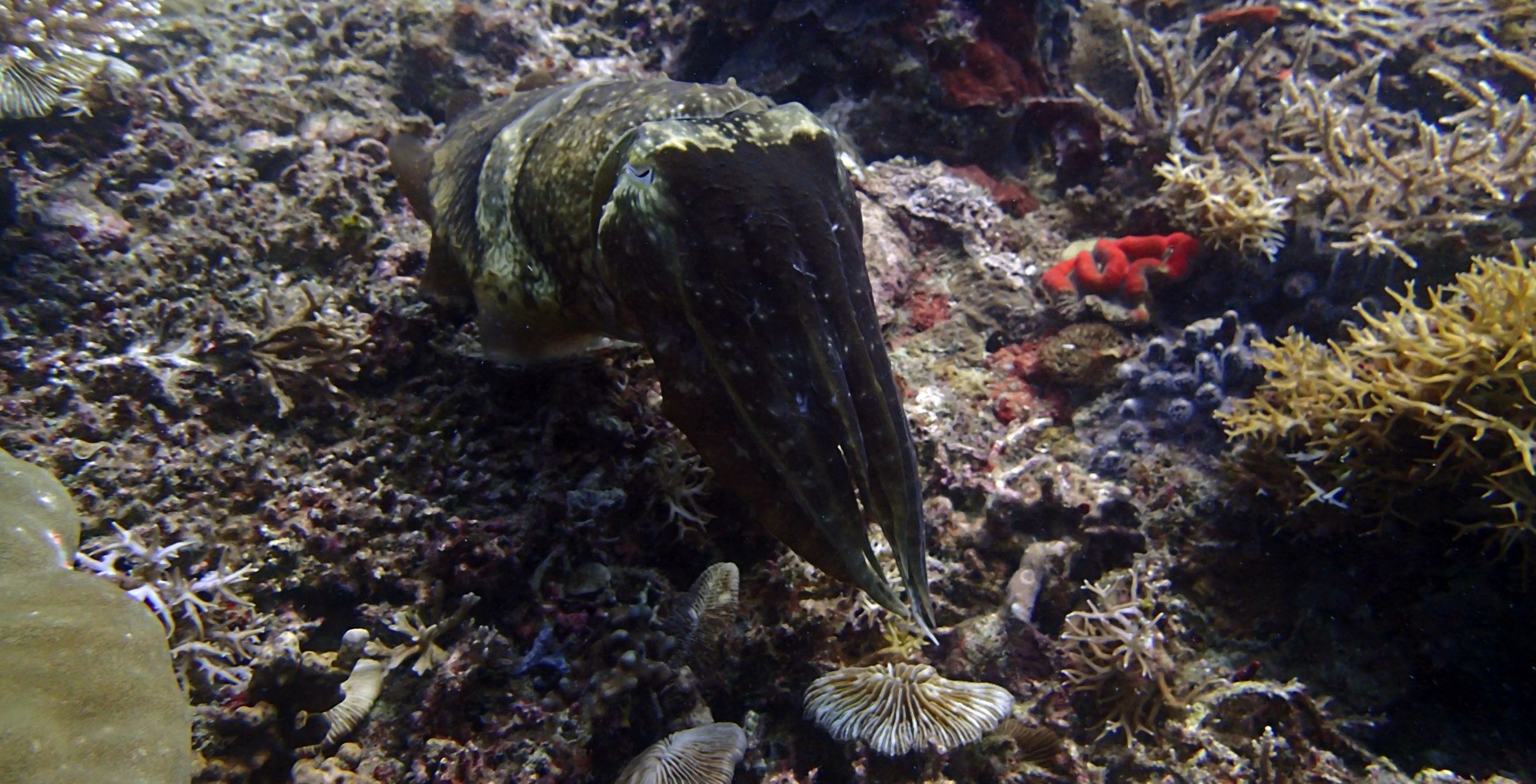 great cuttlefish shot.jpg