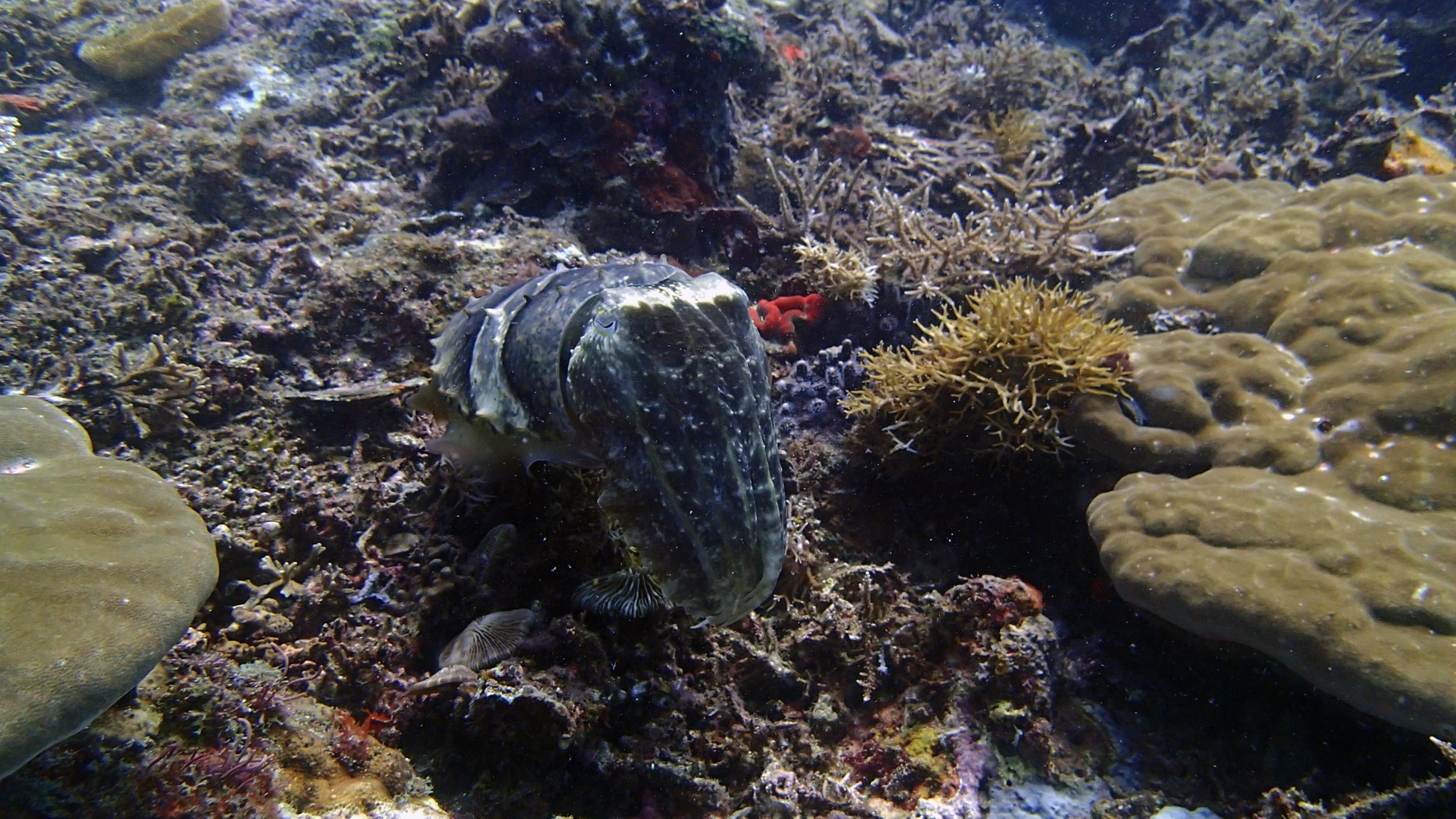 beautiful cuttlefish.jpg