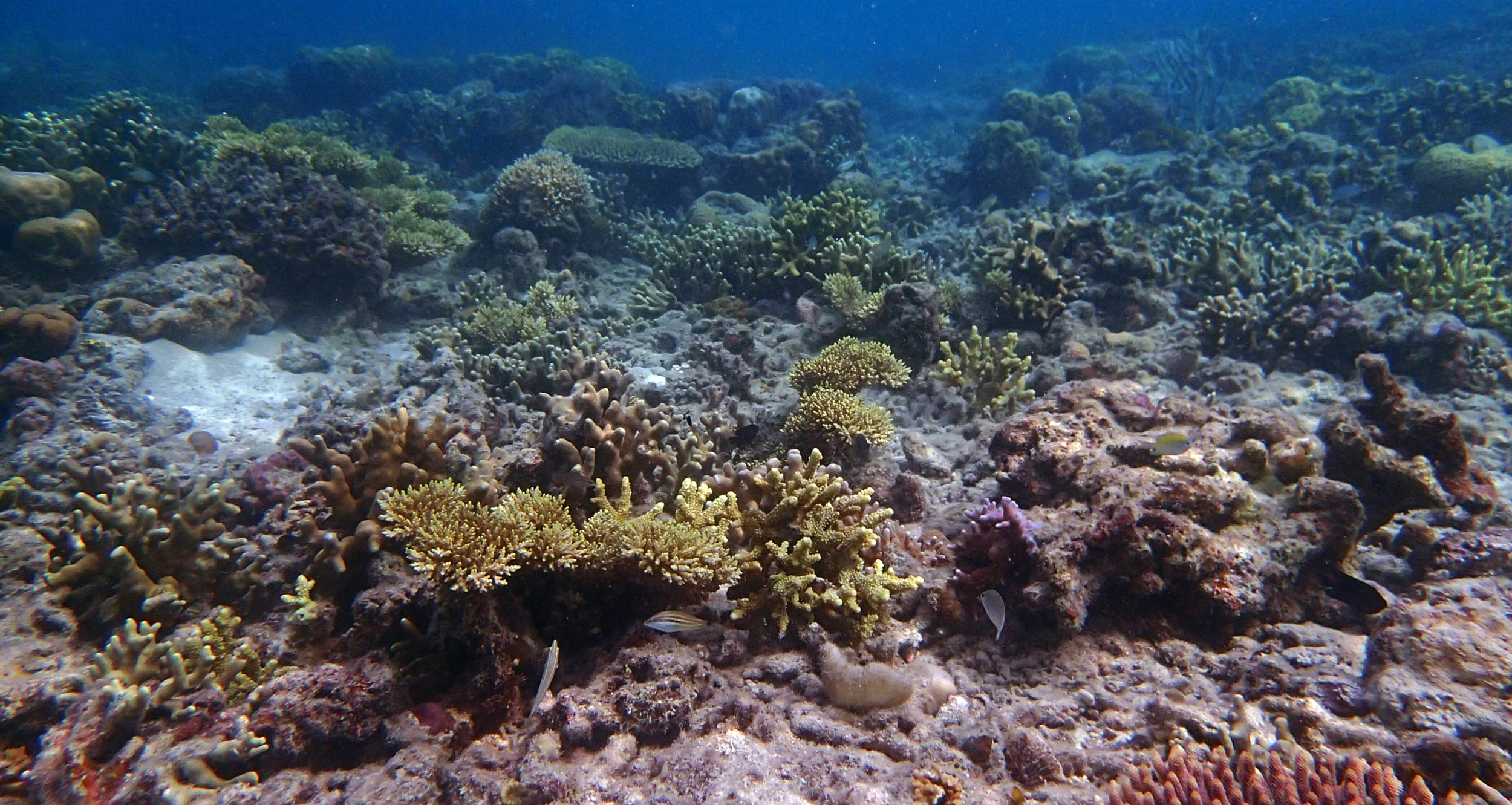 shallow reef near tribal beach.jpg