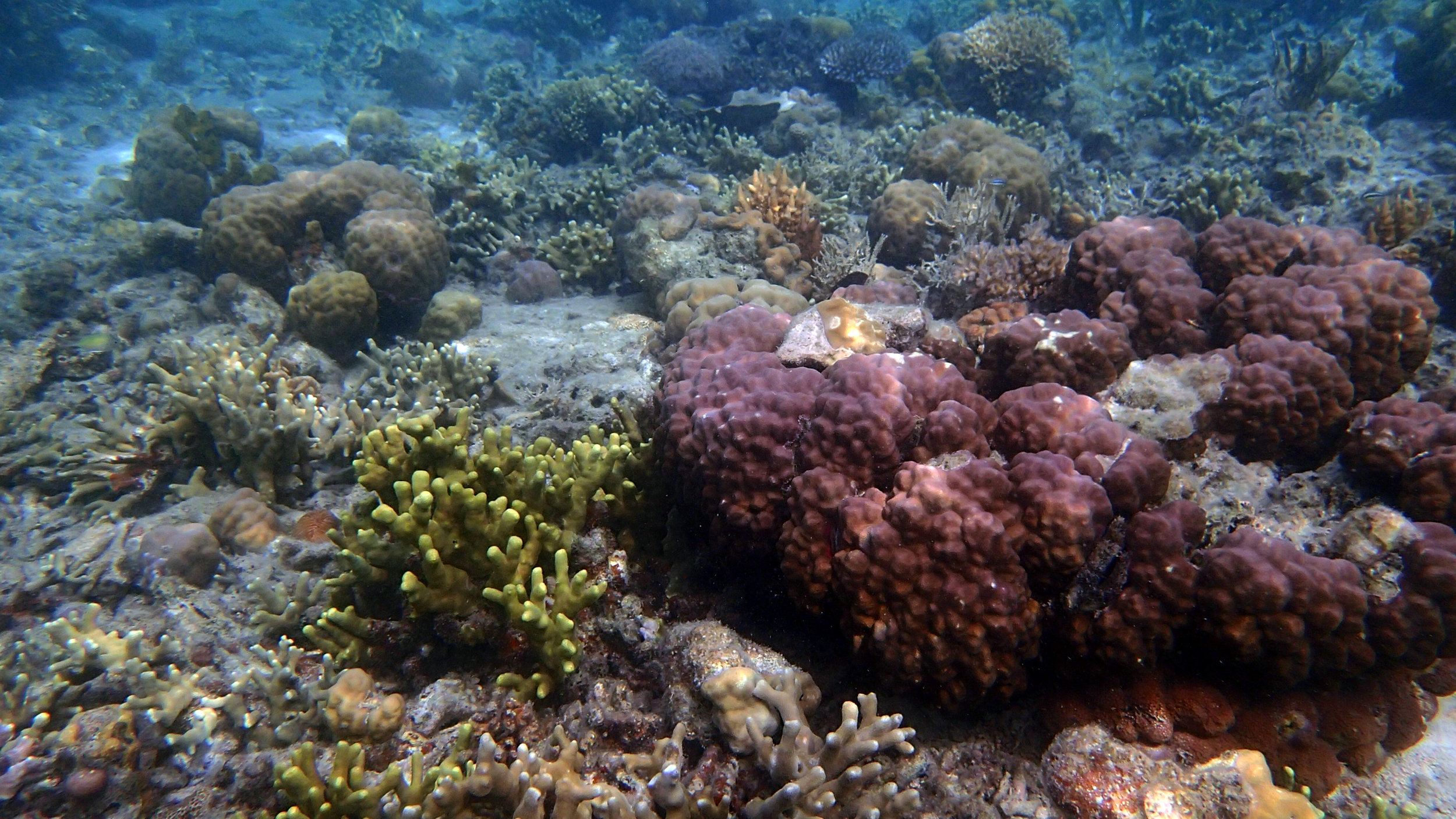 Filipino reef.jpg