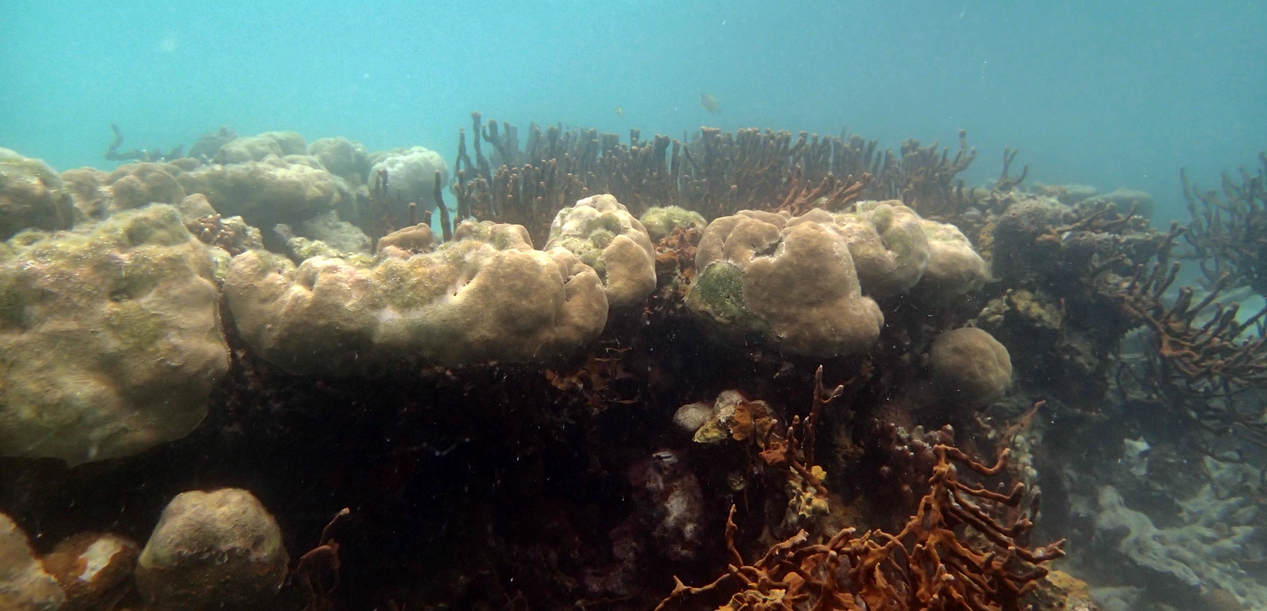 corals of Green Lagoon.jpg