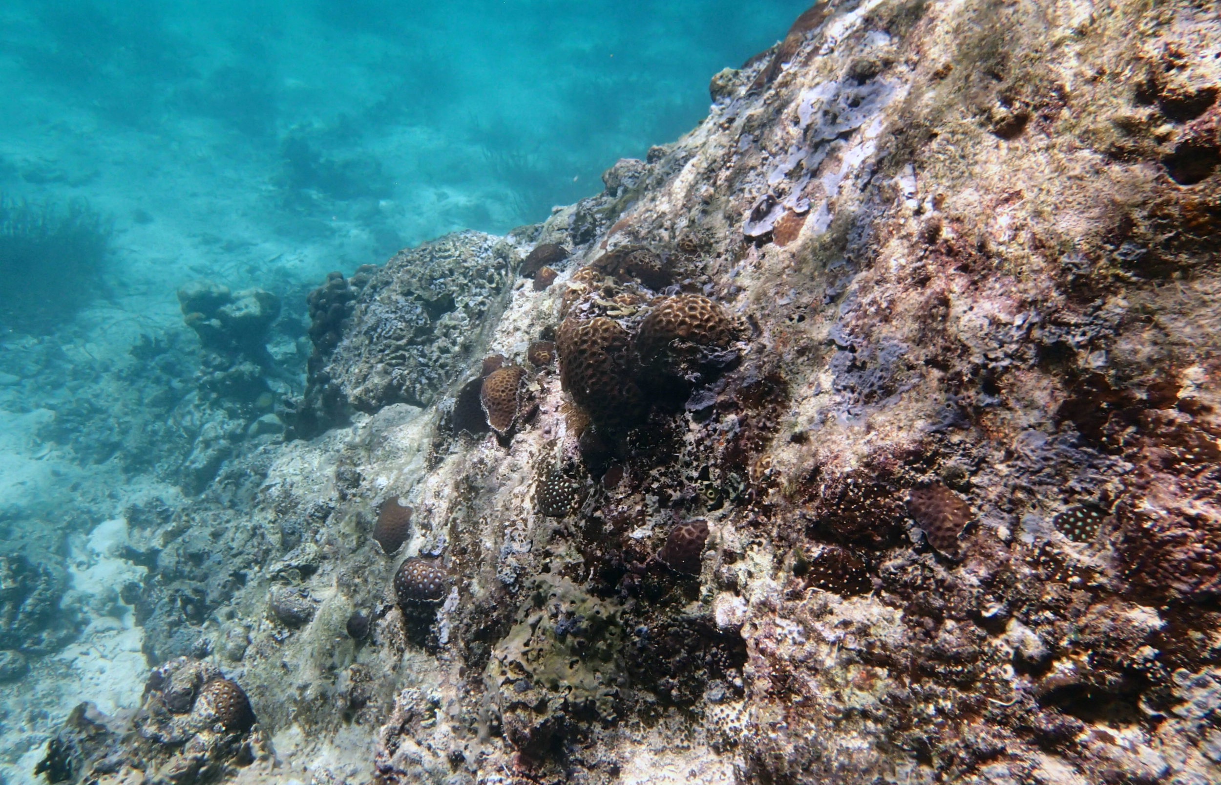 nice corals of Twin Lagoon.jpg