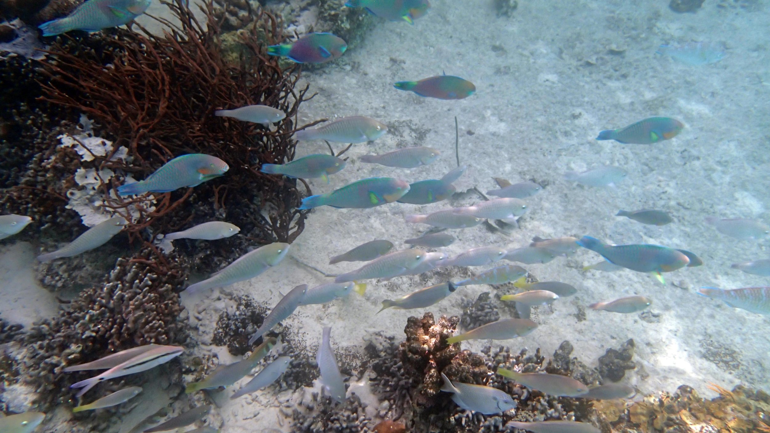 parrotfish.jpg