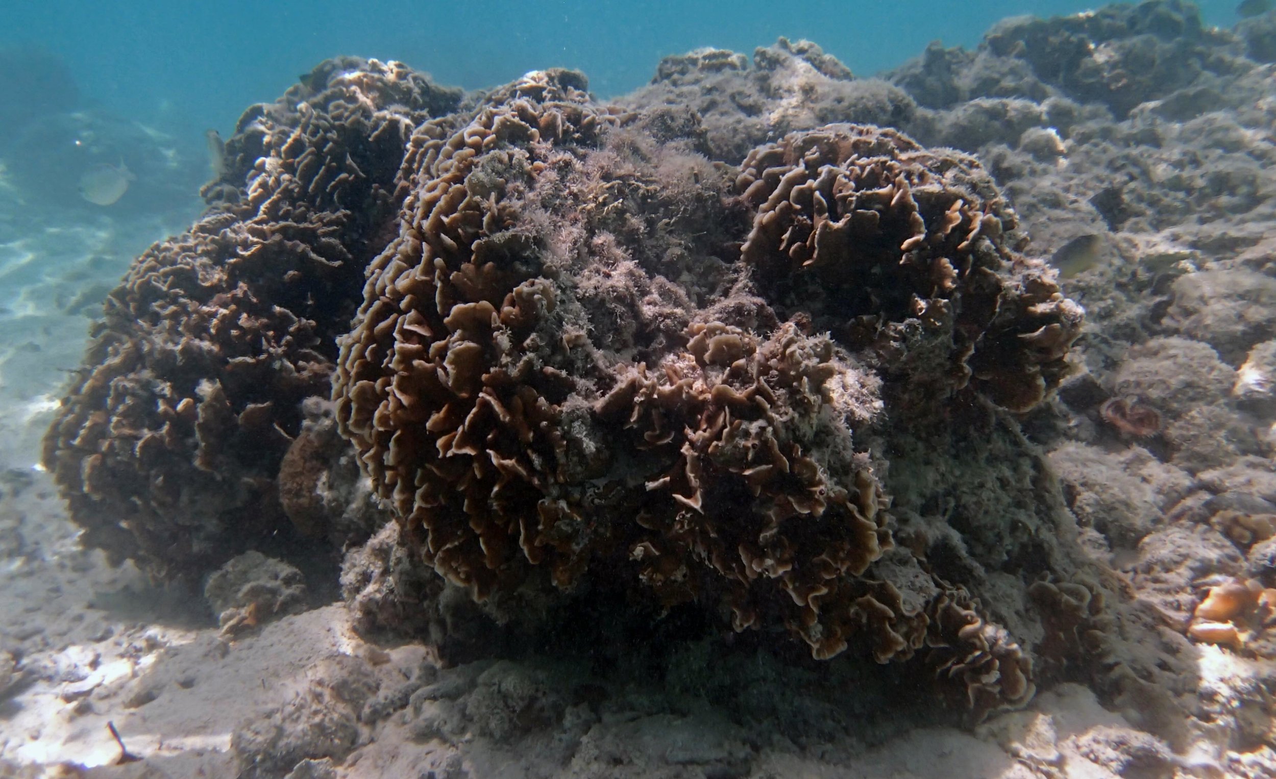 corals of Twin Lagoon.jpg
